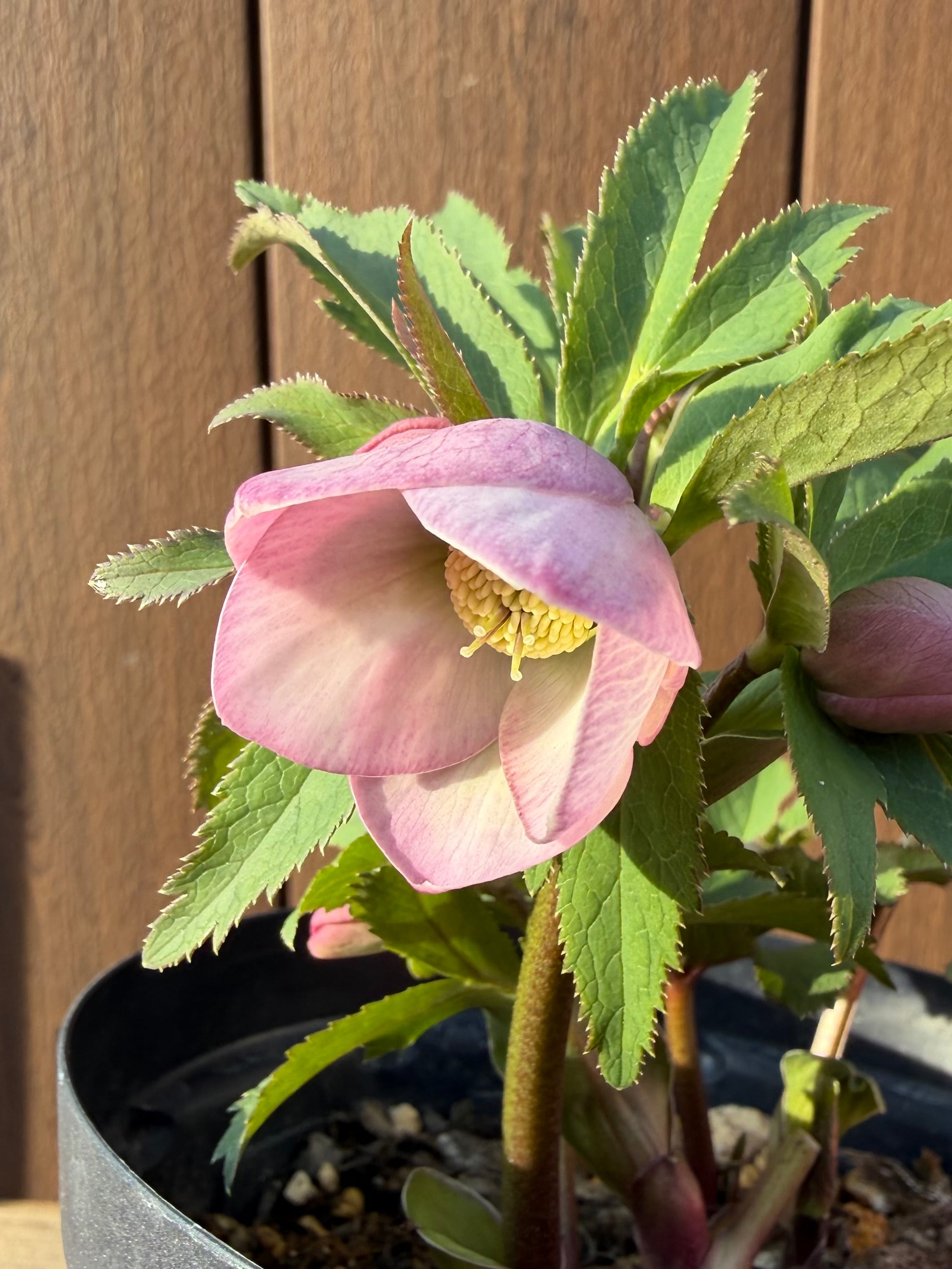 チベタヌス戻し交配(チベタヌス交配×チベタヌス) Zoony Garden