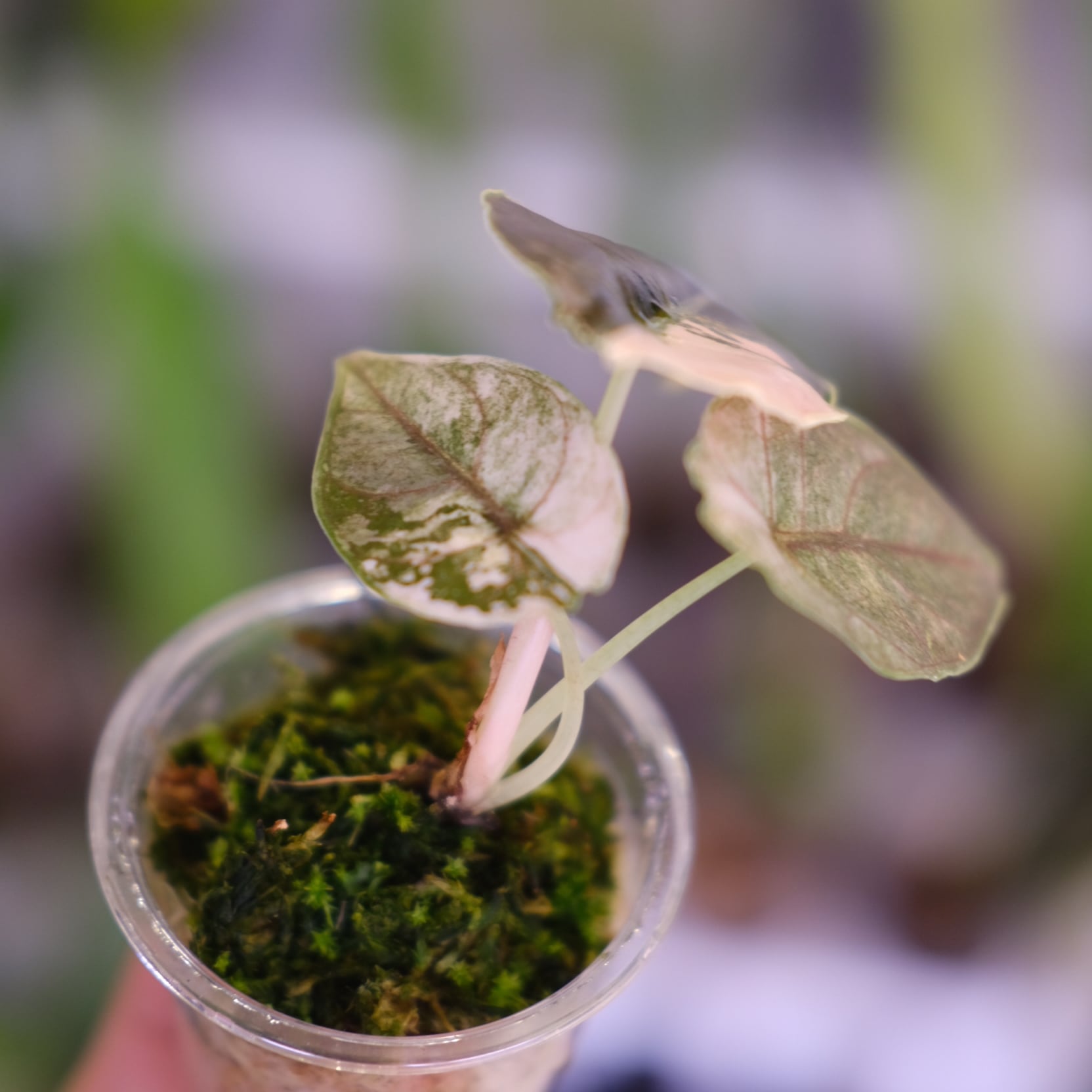 極上 アロカシア アズラニー ピンクアルボ 極上 アロカシア アズラニー