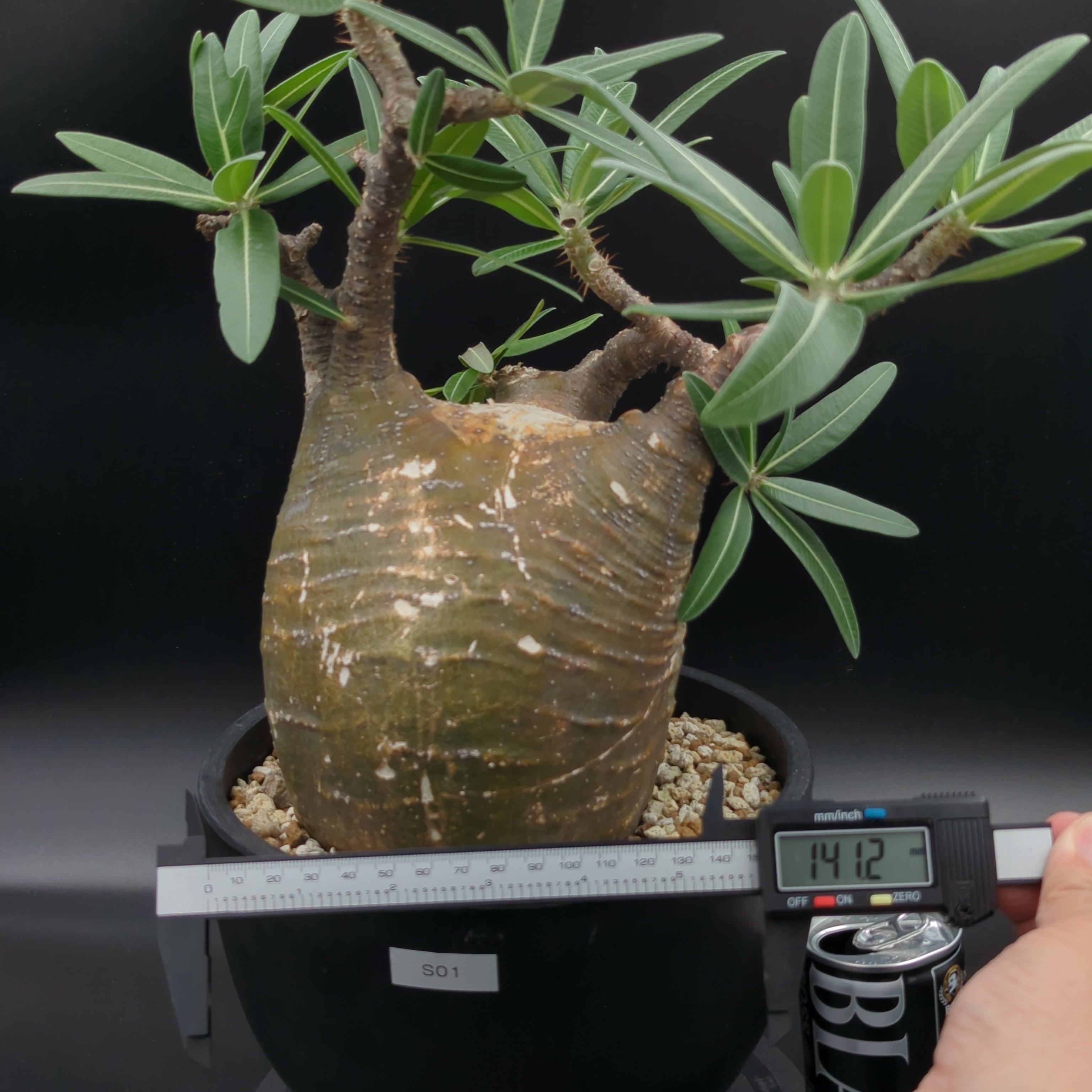 パキポディウム グラキリス 現地球 コネクトkonect fang