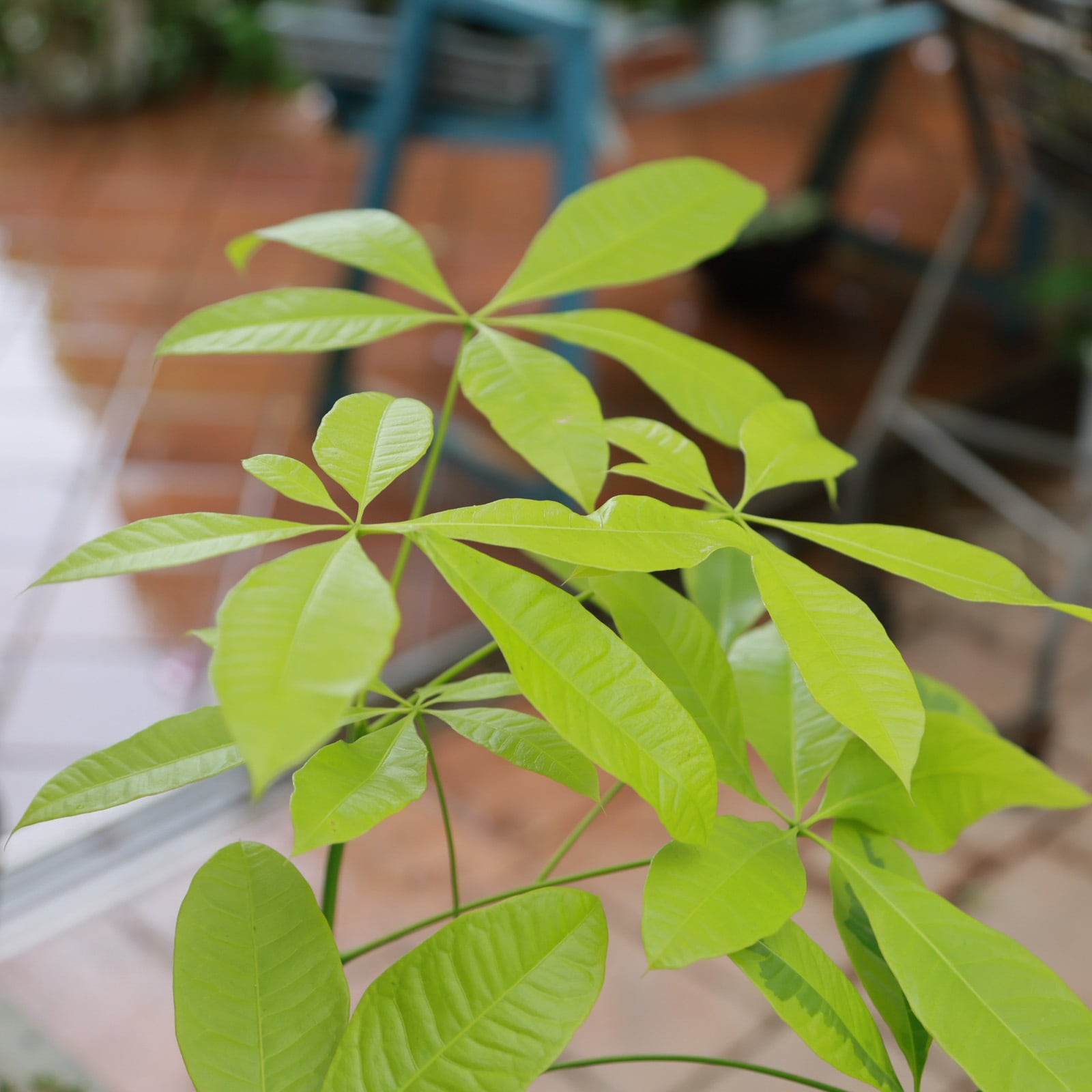 超希少 パキラ ムーンライト ライムカラー 斑入りパキラ 観葉植物 耐陰