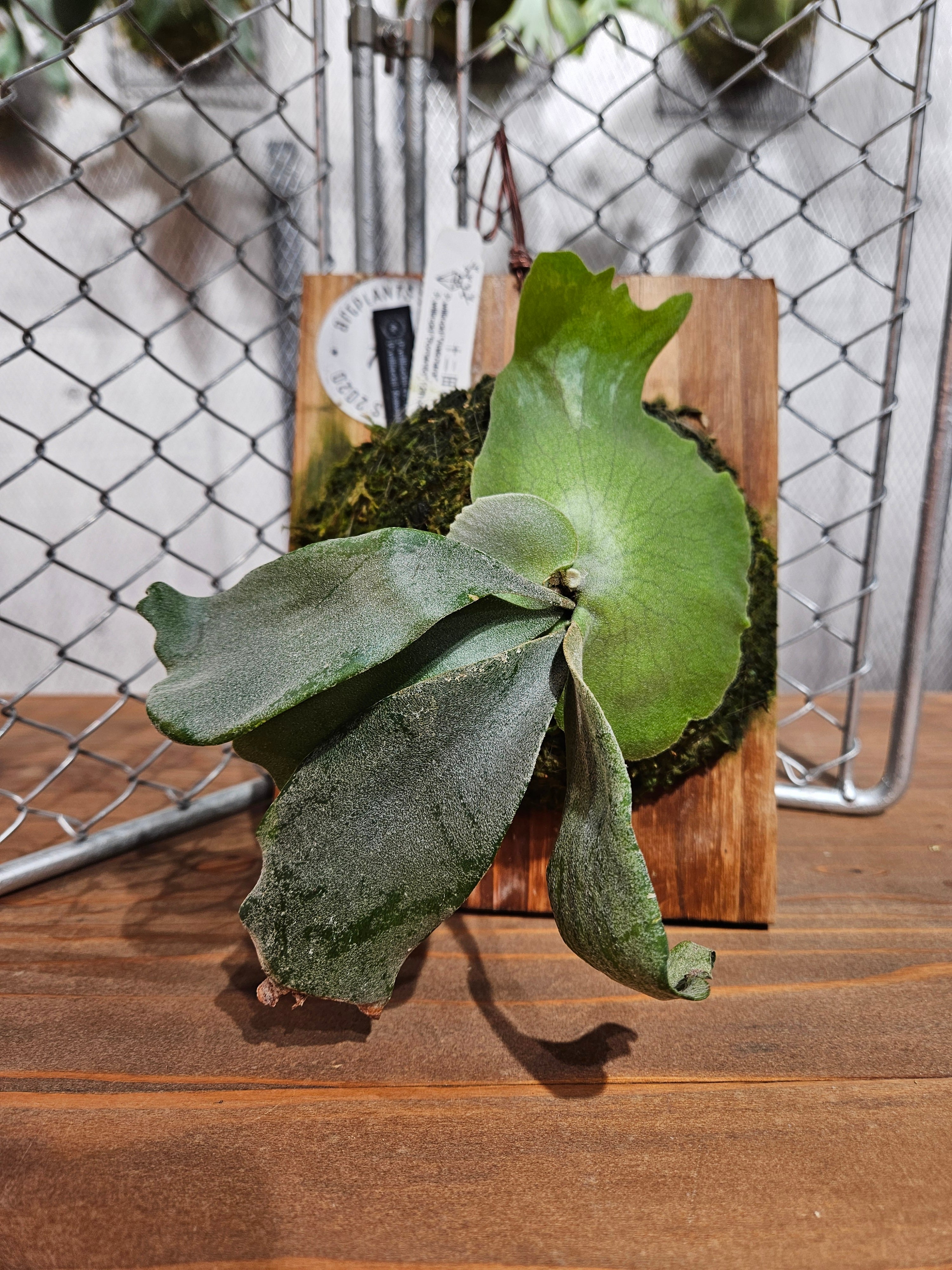 ご予約受付（入荷予定株） | artPLANTs （アートプランツ）