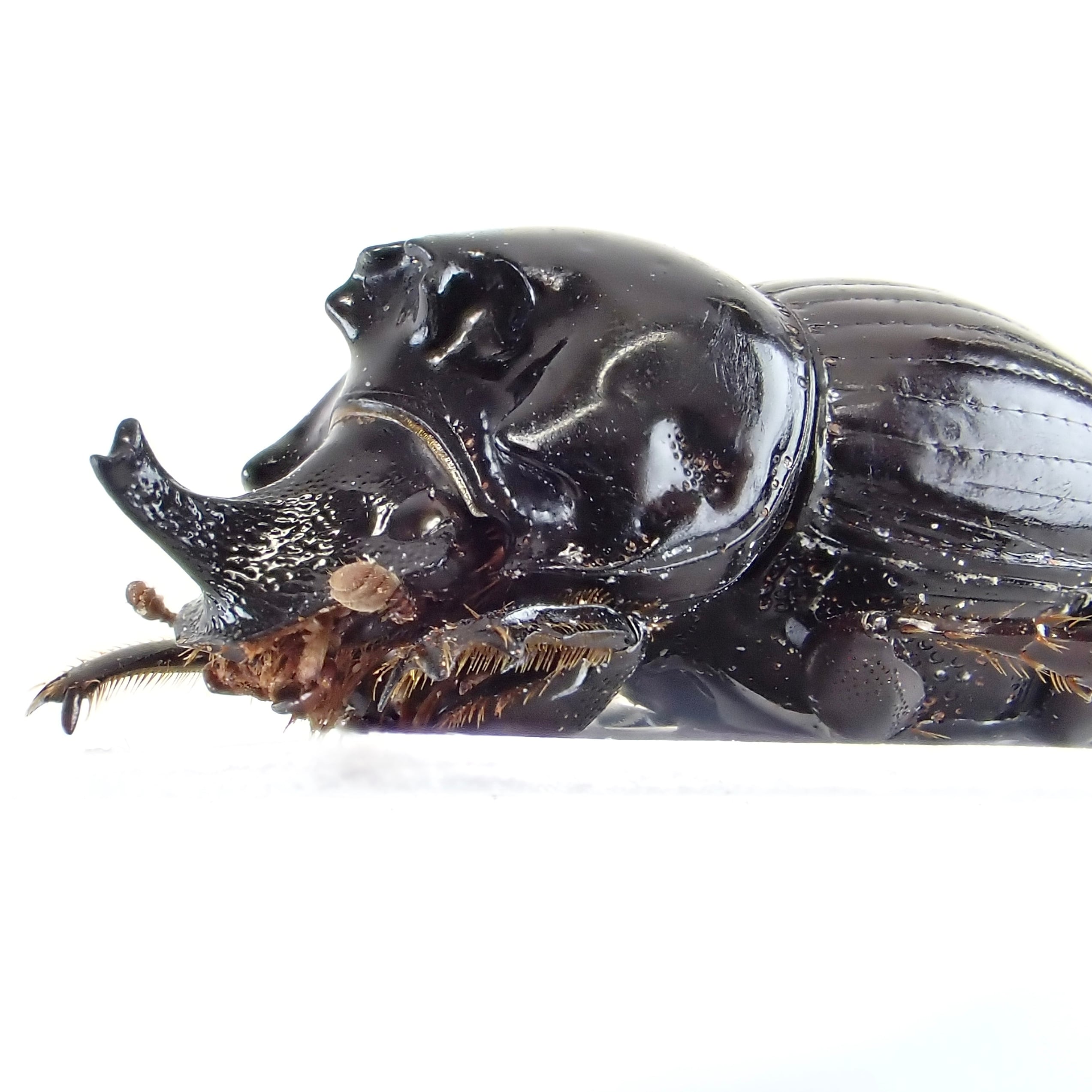 ダイコクコガネの仲間 | 昆虫標本 Diggers & Rollers