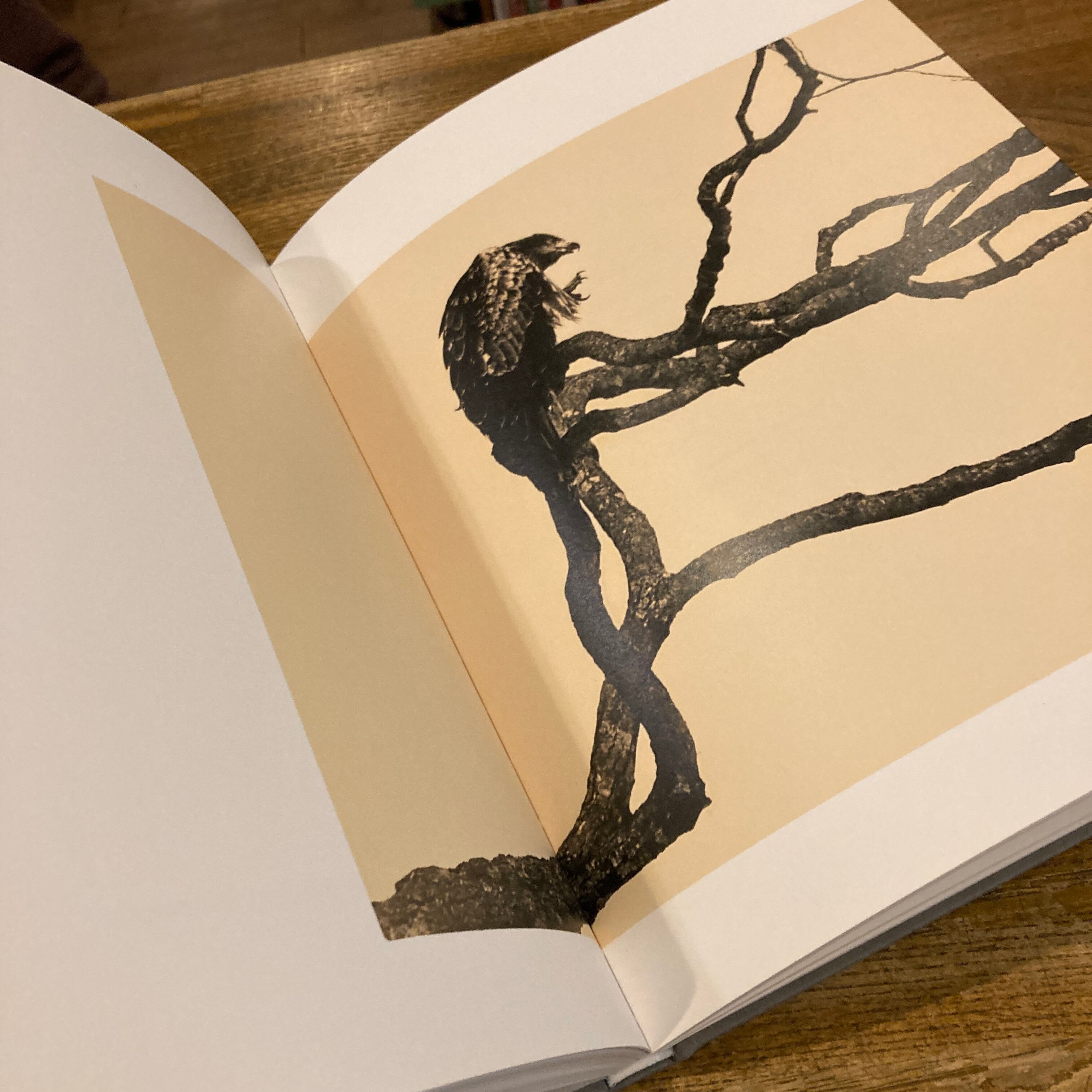 0b68261dedc8c8fc18b966e6b9e224