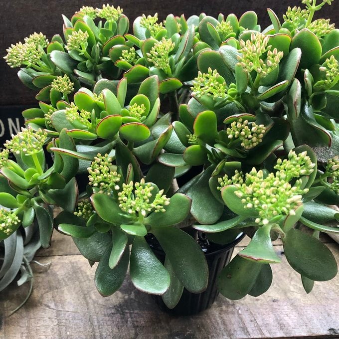 金のなる木 5号 花月 多肉植物 観葉植物 成金草 金運アップ 一攫千金