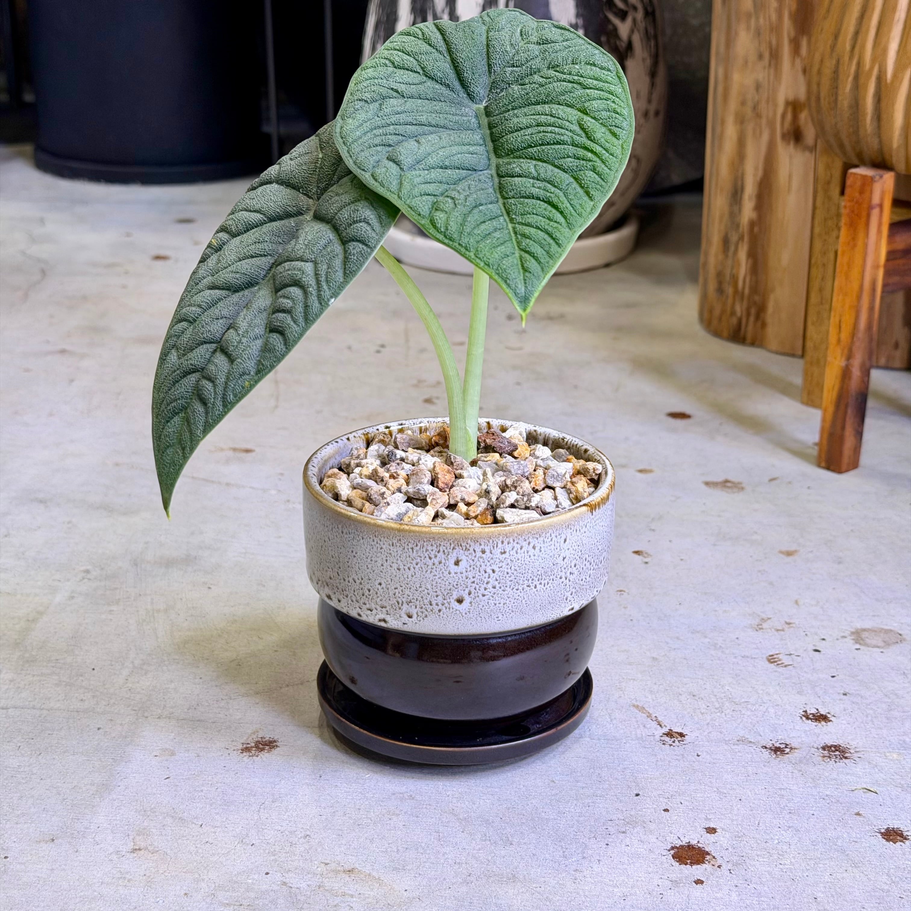 アロカシア・マハラニ | barrelplants_BONSAI