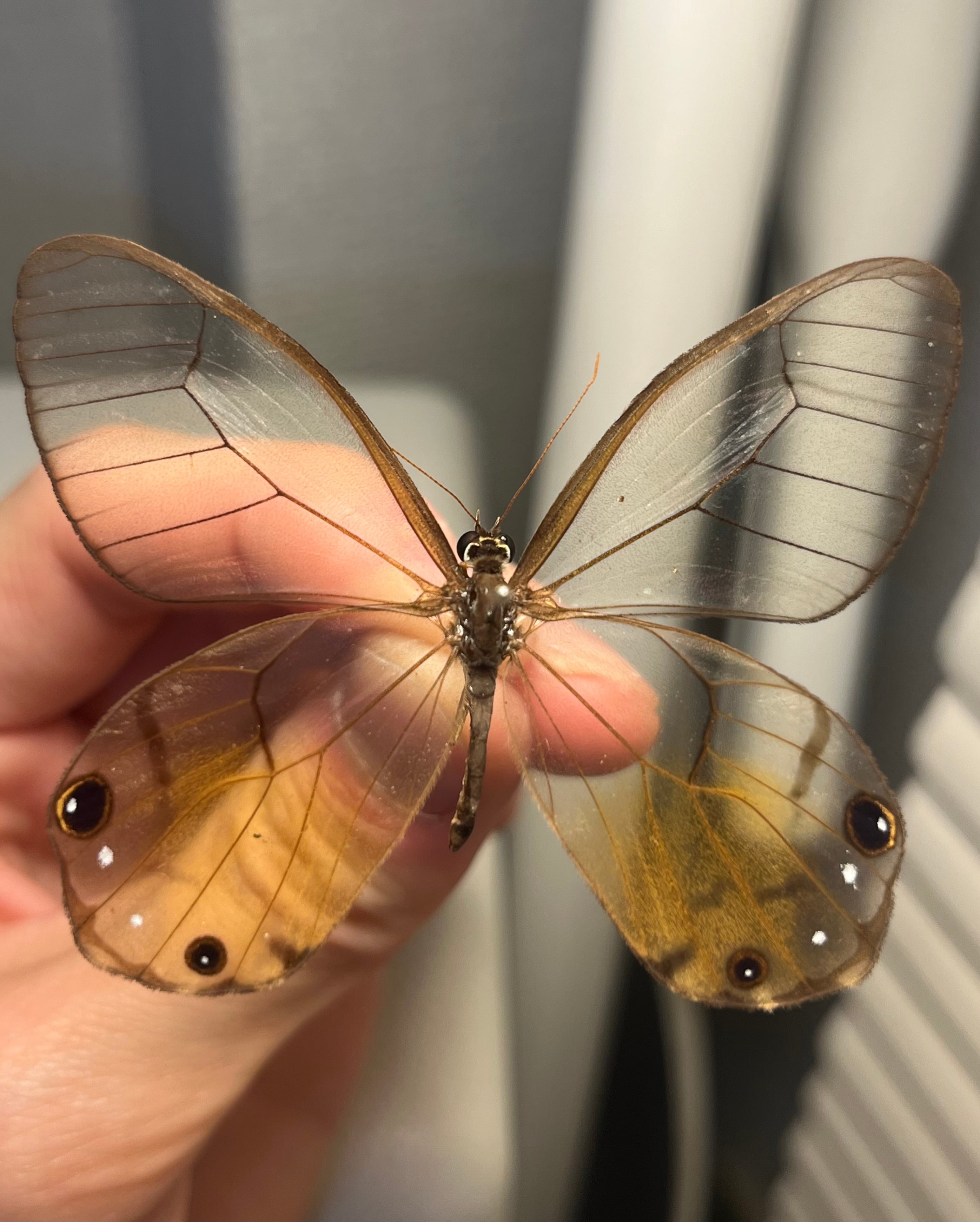 初展翅B品】ピカソモスタナバタユタカヤガ蛾ルナモスミズアオモルフォ