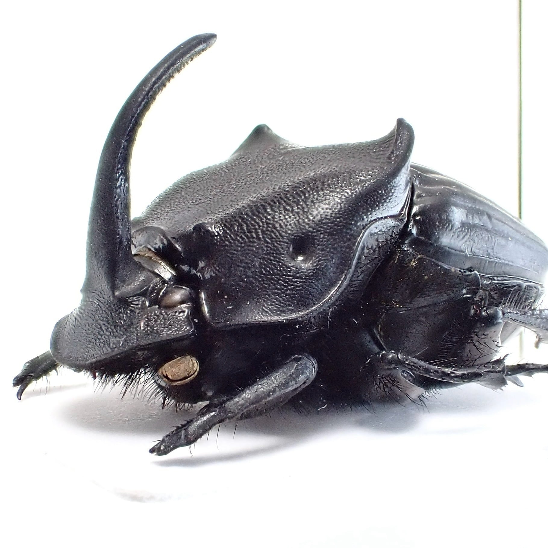 SOLD OUT | 昆虫標本 Diggers & Rollers