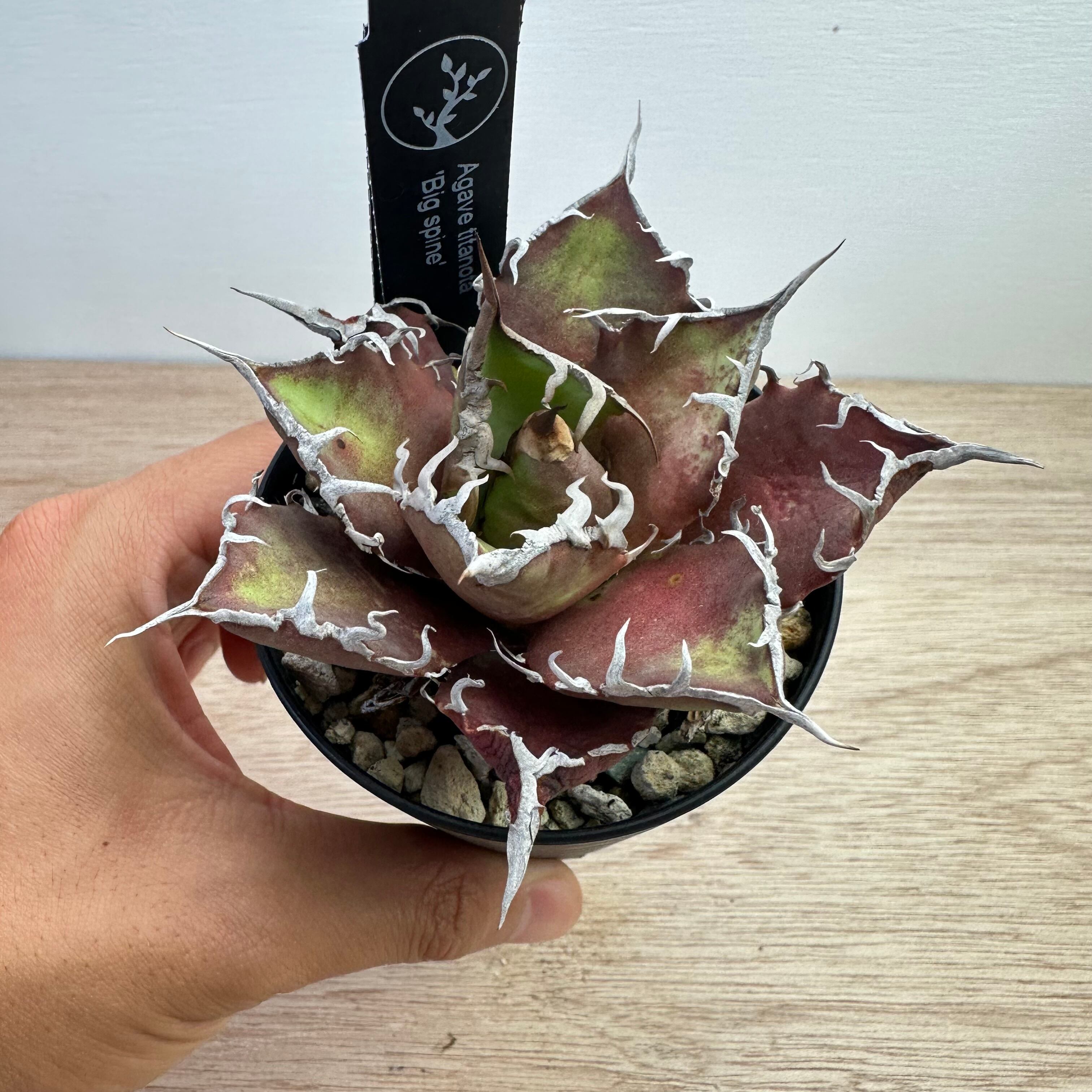 0db85172dcde64a9ee6fecc472b997