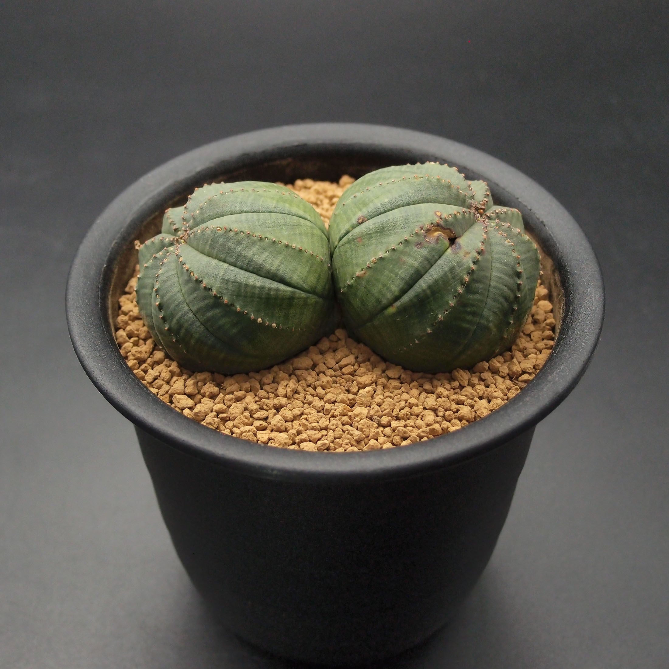 0dd048a5a7d5bcb263d789ed36bac9