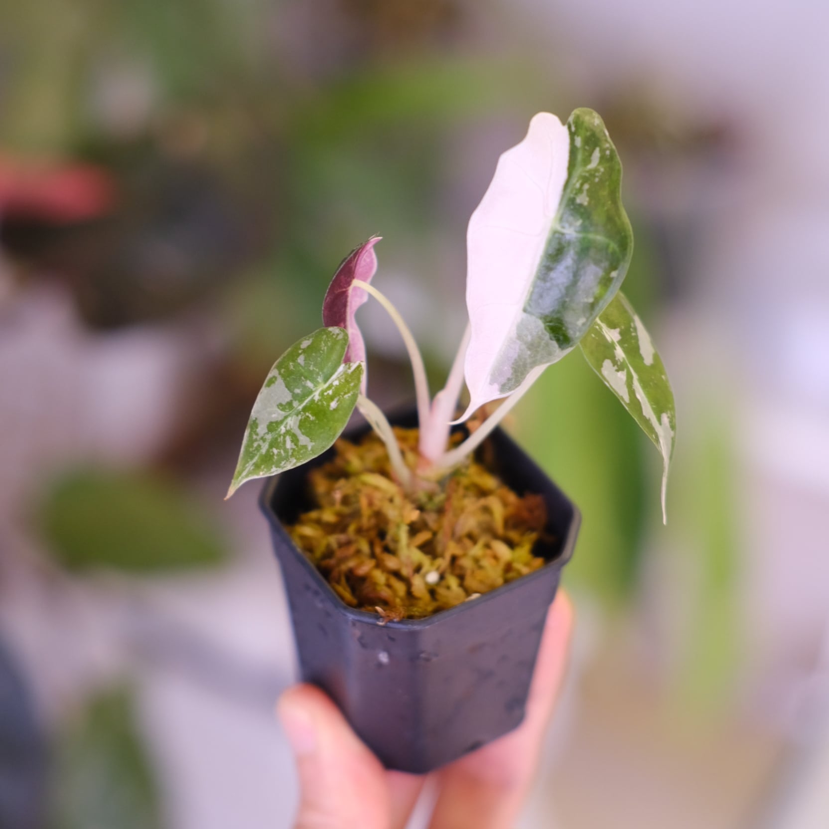 Alocasia Amazonica Polly Pink varigated④│アロカシア アマゾニカ