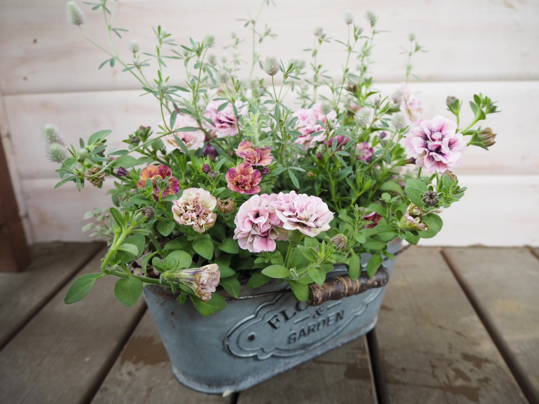 母の日に＊八重咲きペチュニアの大人ピンク寄せ植え | hananokoya*gnome