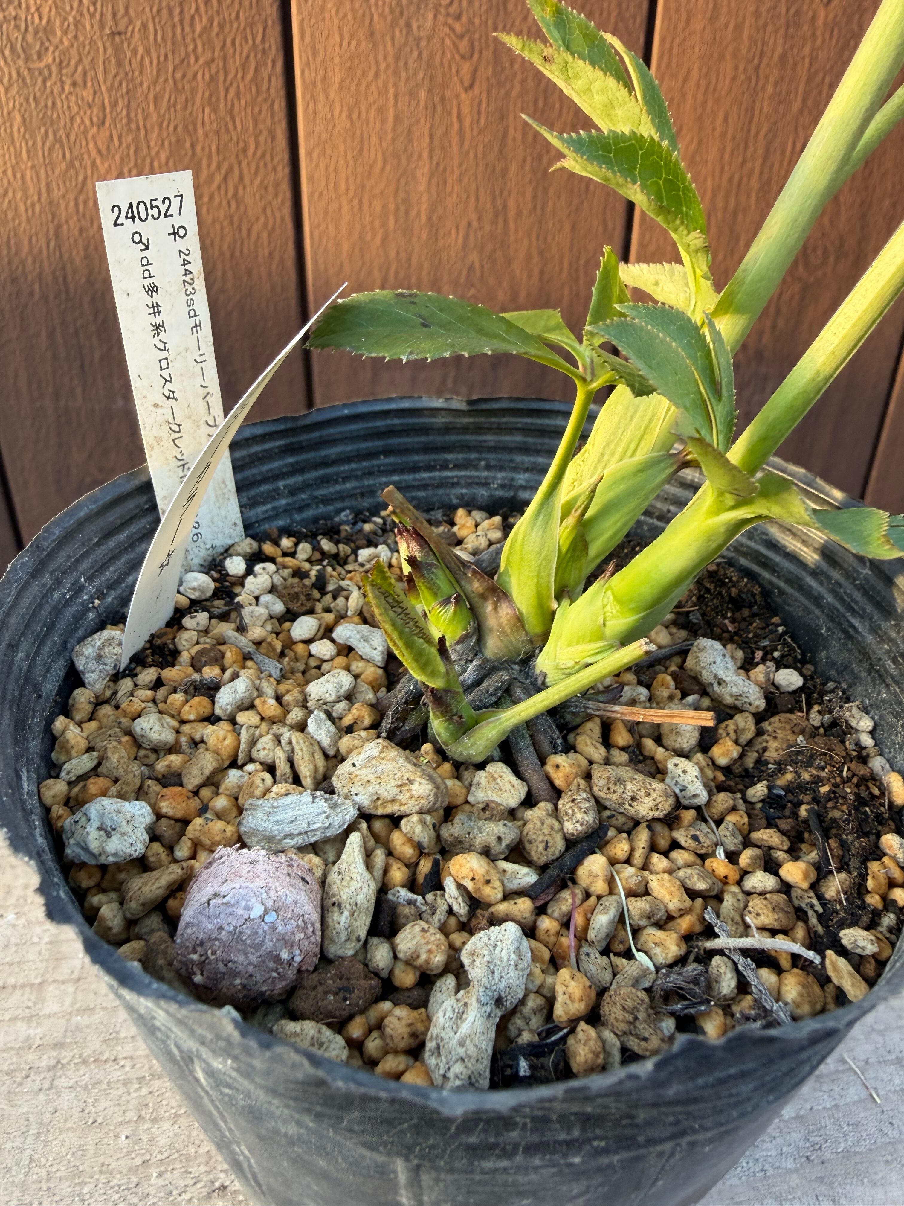 キラメキ寄りグロッシー☆モーリー系ディープレッド 加藤農園