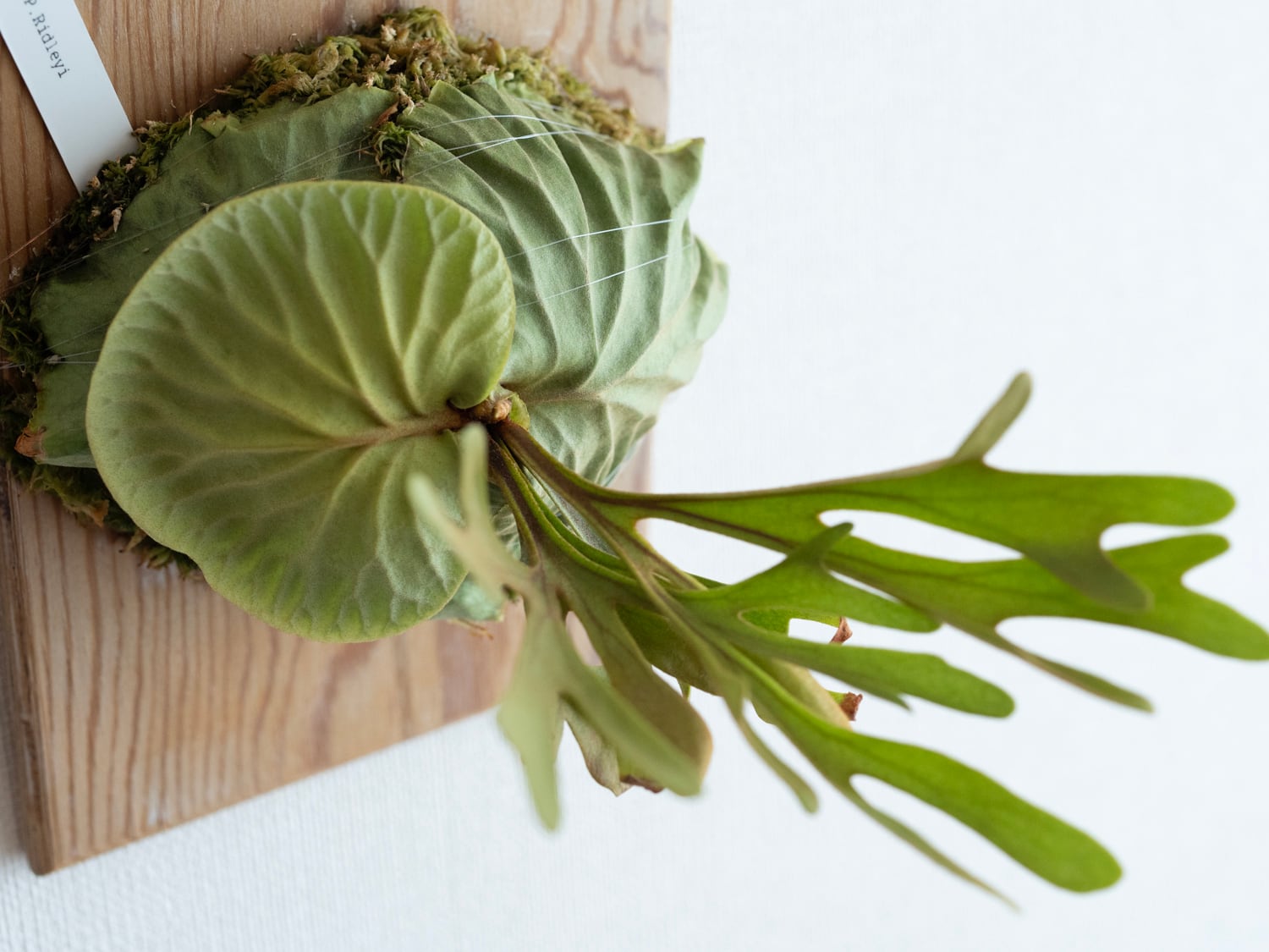 P.Ridleyi (spore) / リドレイ 胞子培養株 24-003 | niji no fumoto