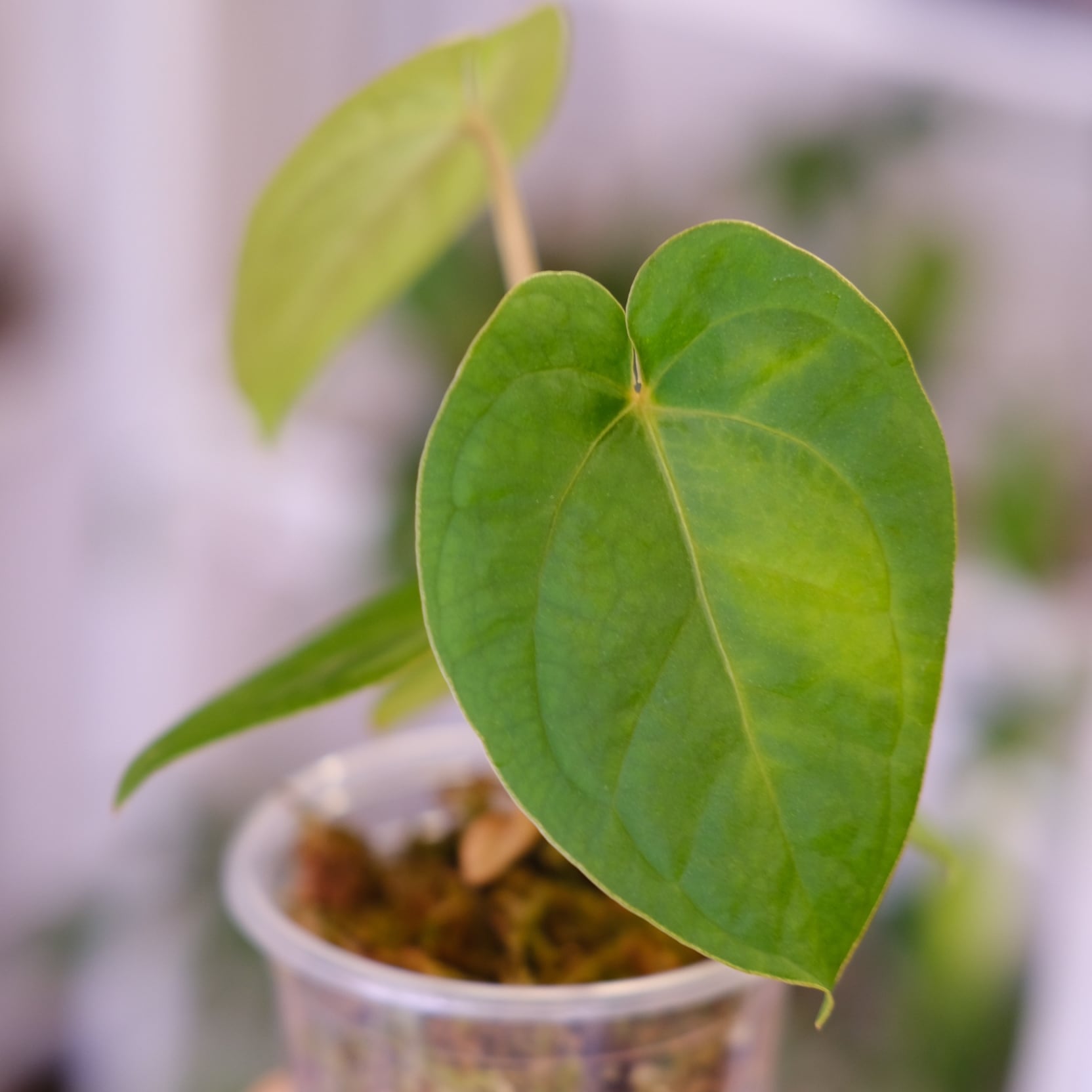 Anthurium kunayalense × A.zara Michelle / アンスリウム