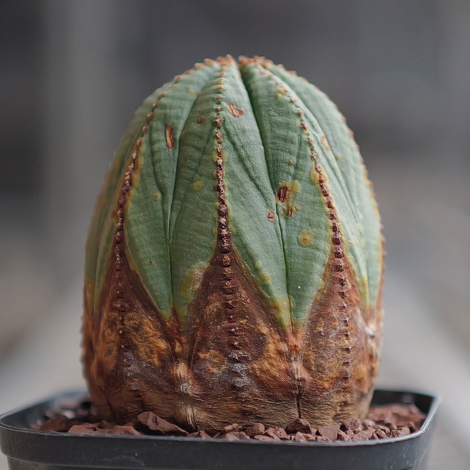 美模様 木質化 オベサ / ユーフォルビア | LIGHTHOUSE.PLANTS - 海外