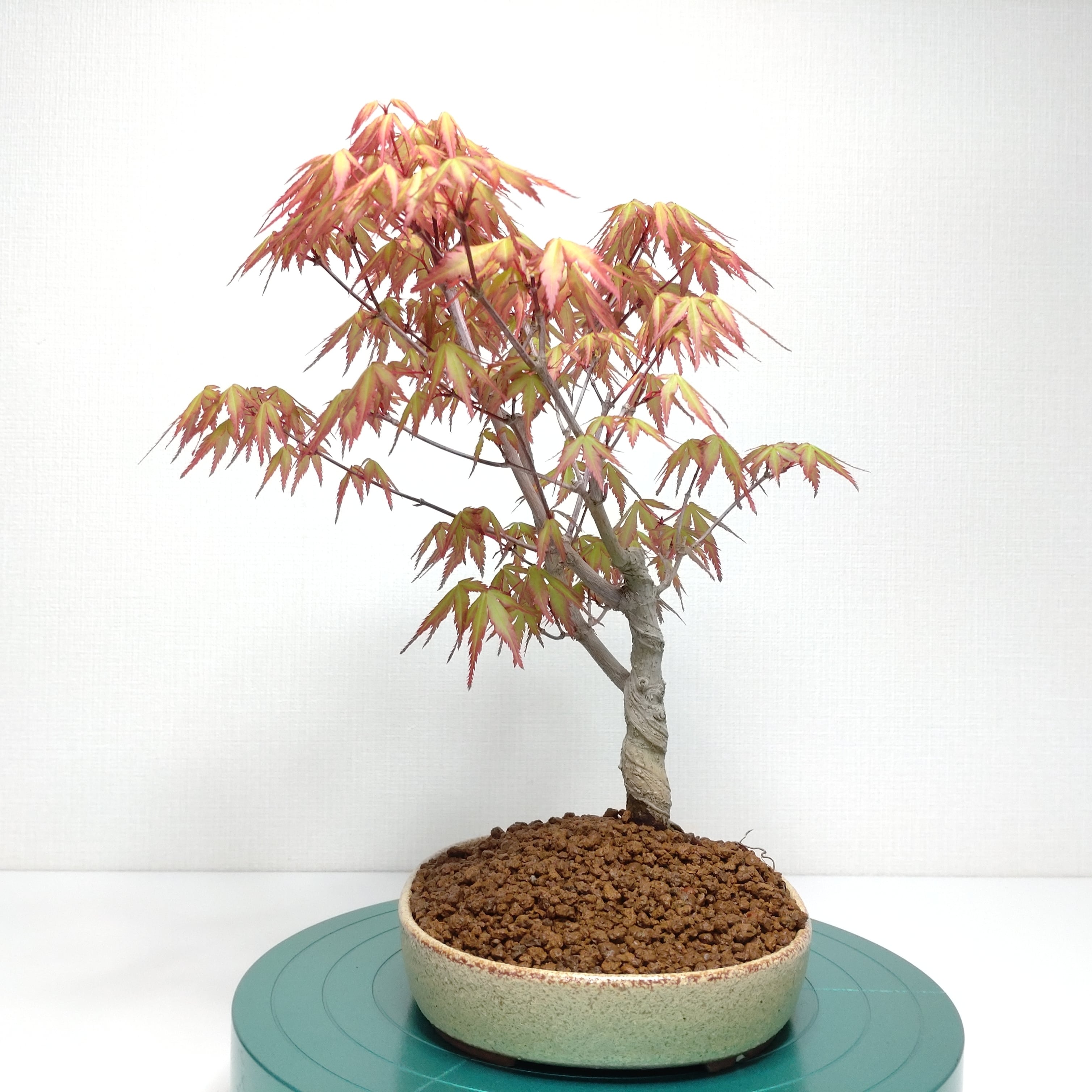 イロハモミジ 盆栽 株立ち5本 樹高35cm 紅葉が美しい本格モミジ