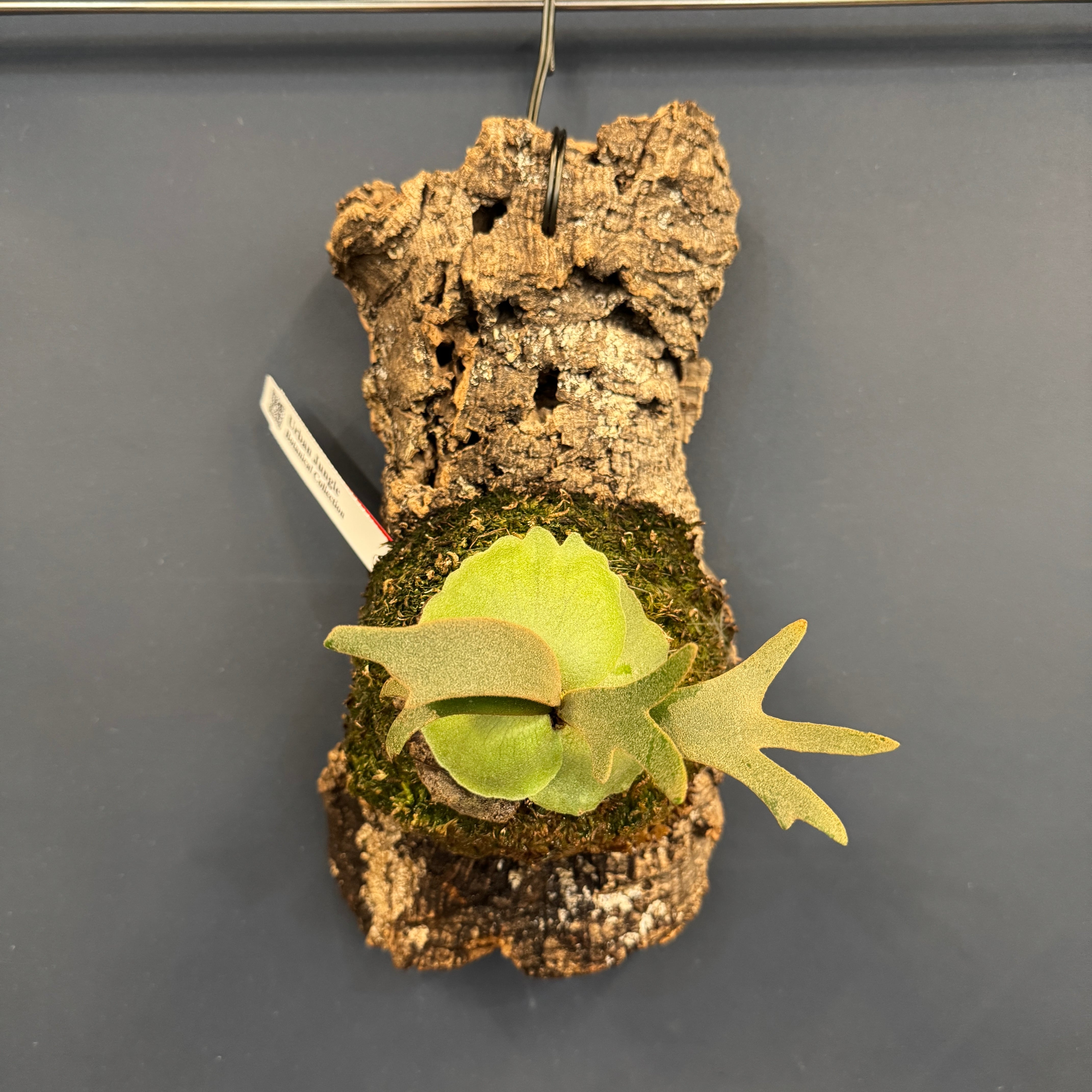 ビカクシダ ジェイドガール P. willinckii 'Jade Girl' spore 板付け