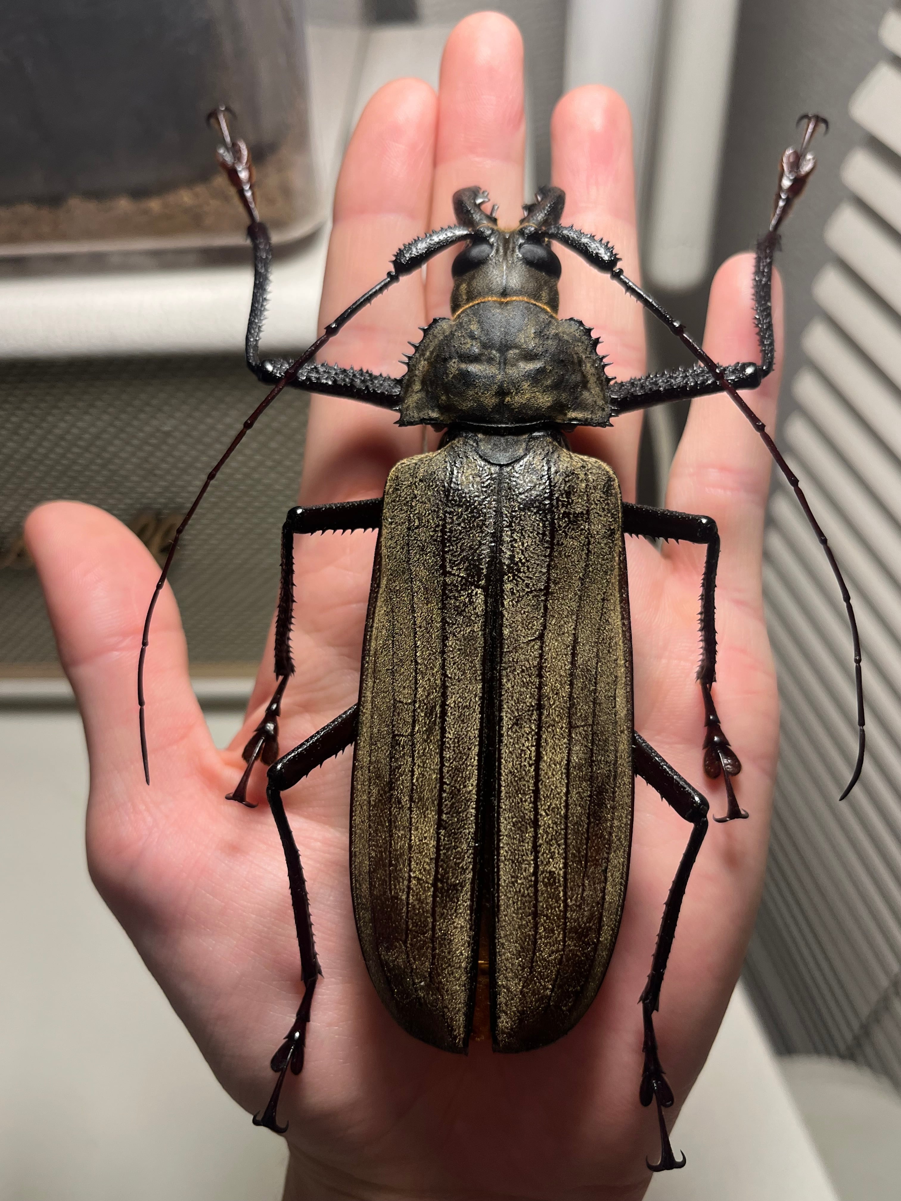 127mm】スジバネトゲフチオオウスバカミキリ ブルウスバカミキリ