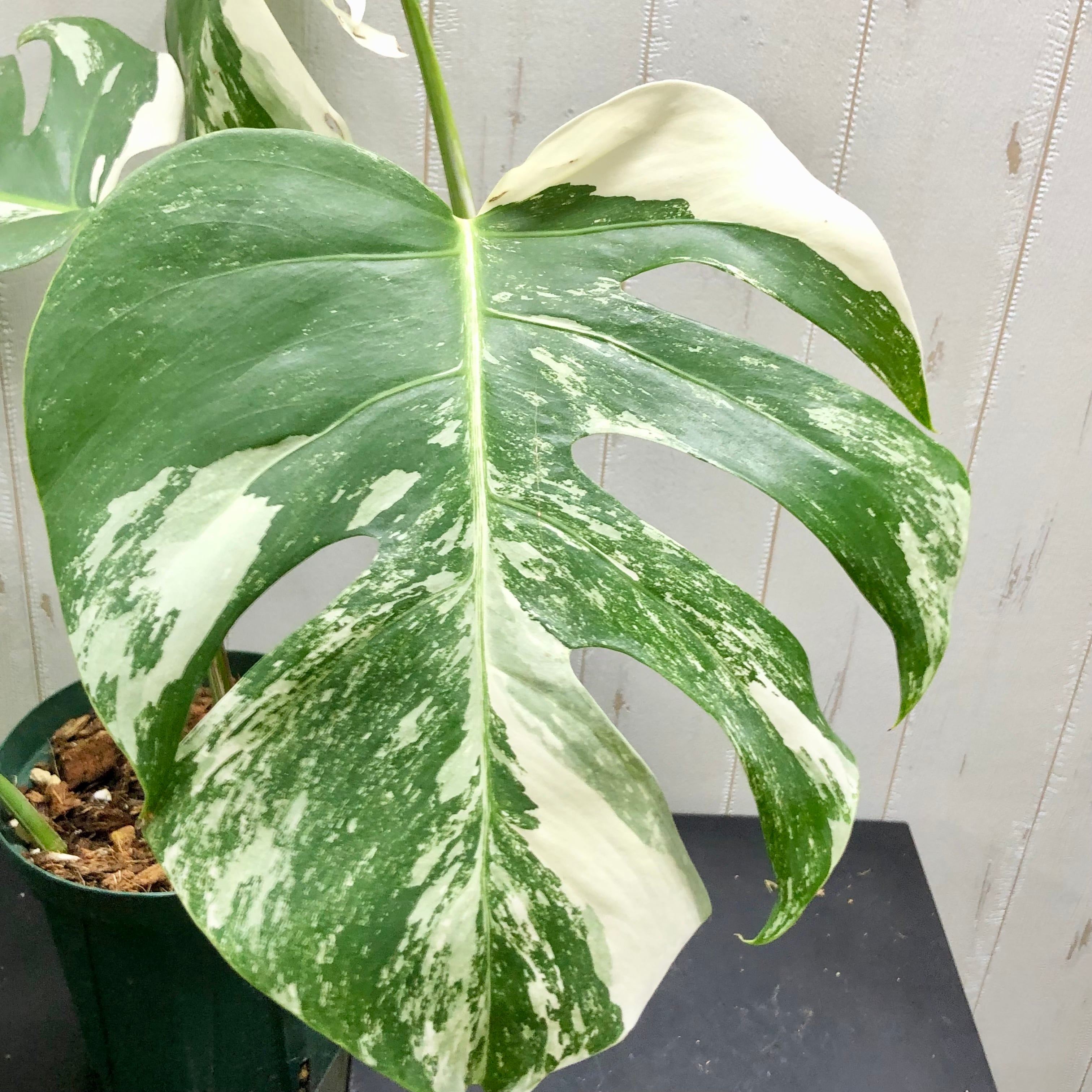 状態良好 斑入り モンステラ ボルシギアナ ホワイトタイガー | PLANTS