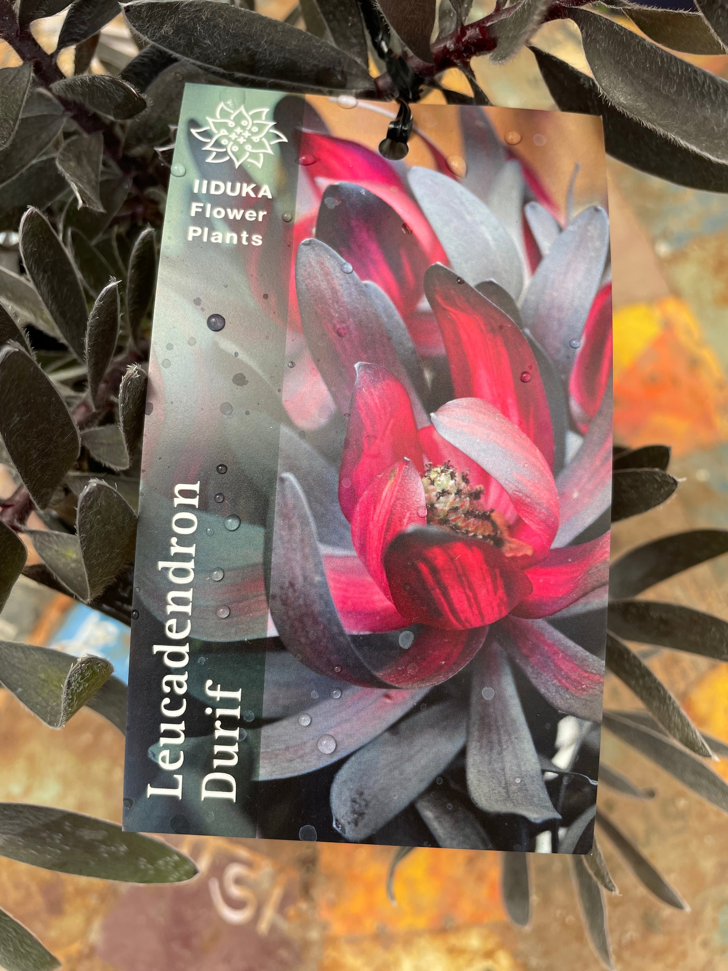 リューカデンドロン・デュリフ① | 沼ノ上農園