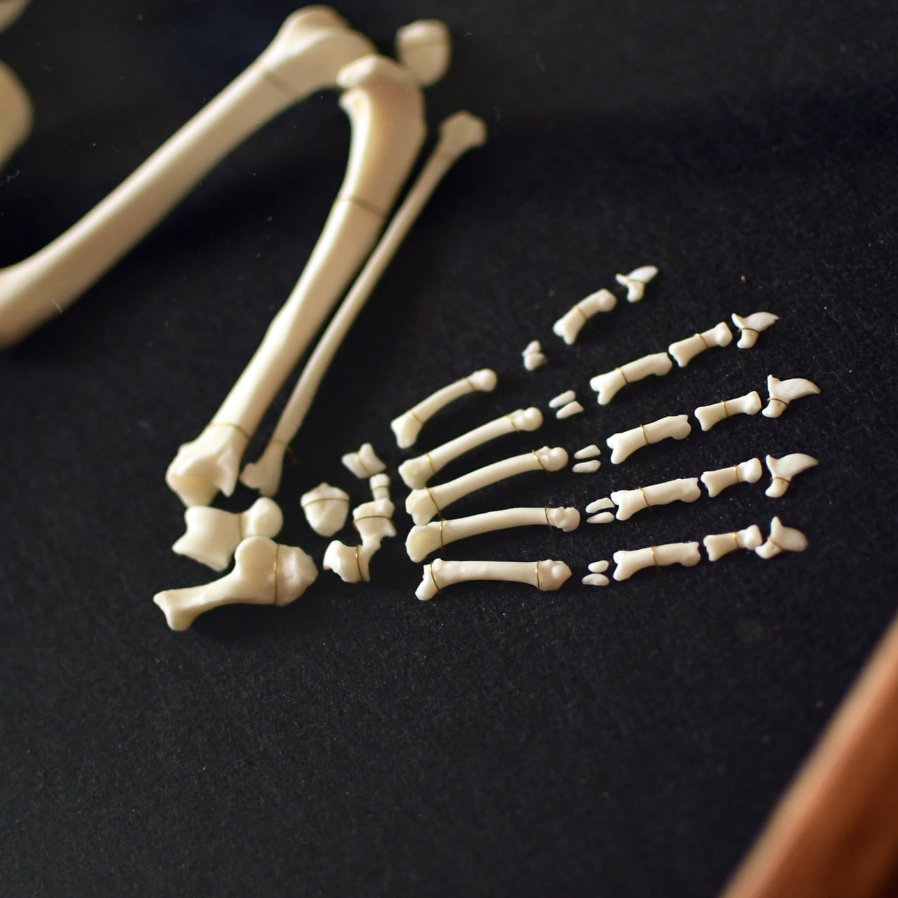 ハクビシンの全身骨格標本（平面） | ほねとはね ONLINE SHOP