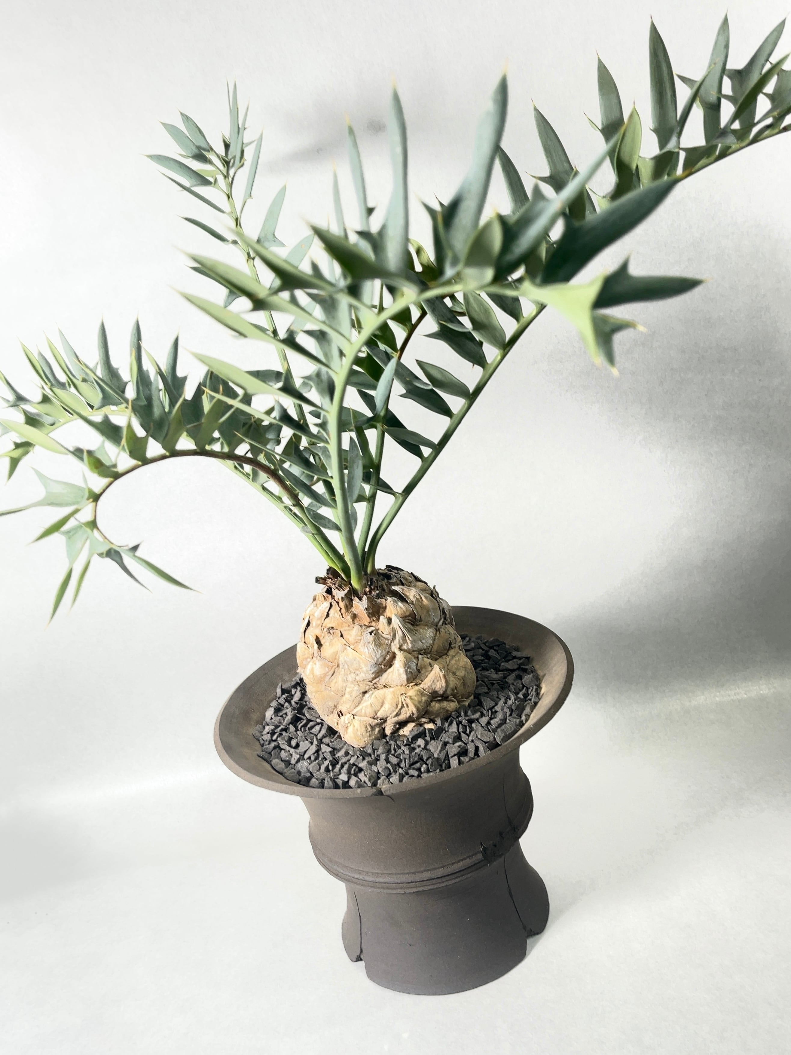 エンセファラルトス・ホリダス | trigger