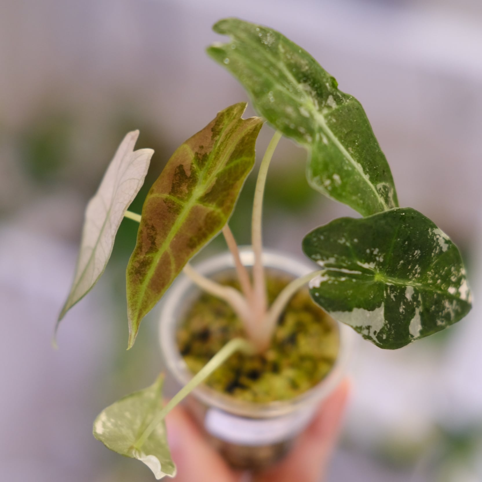 Alocasia Amazonica Polly Pink varigated④ / アロカシア アマゾニカ