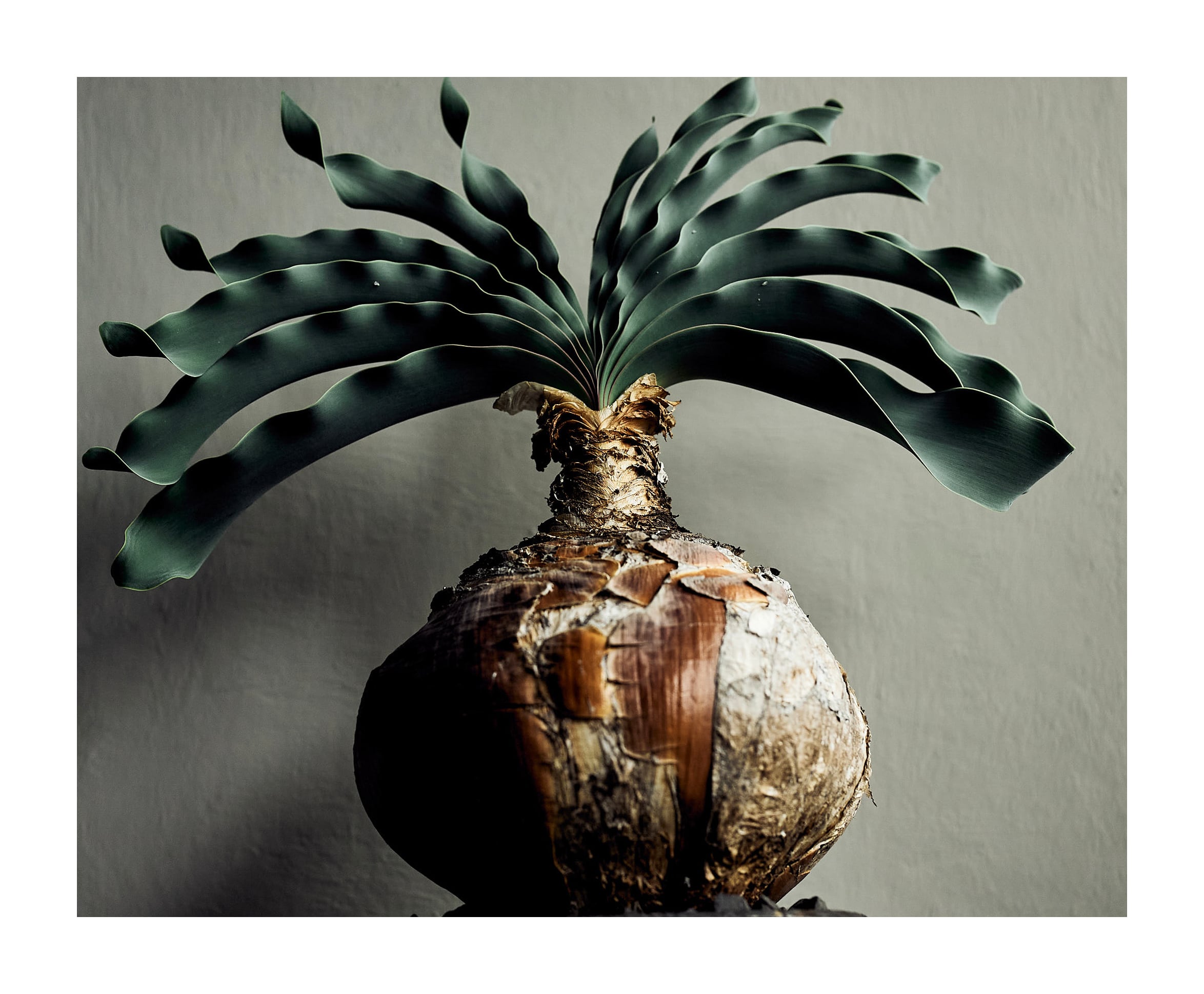 姫野 翔太 銀彩菊模様cylinder 植木鉢 2026年最新】姫野翔太 鉢の人気