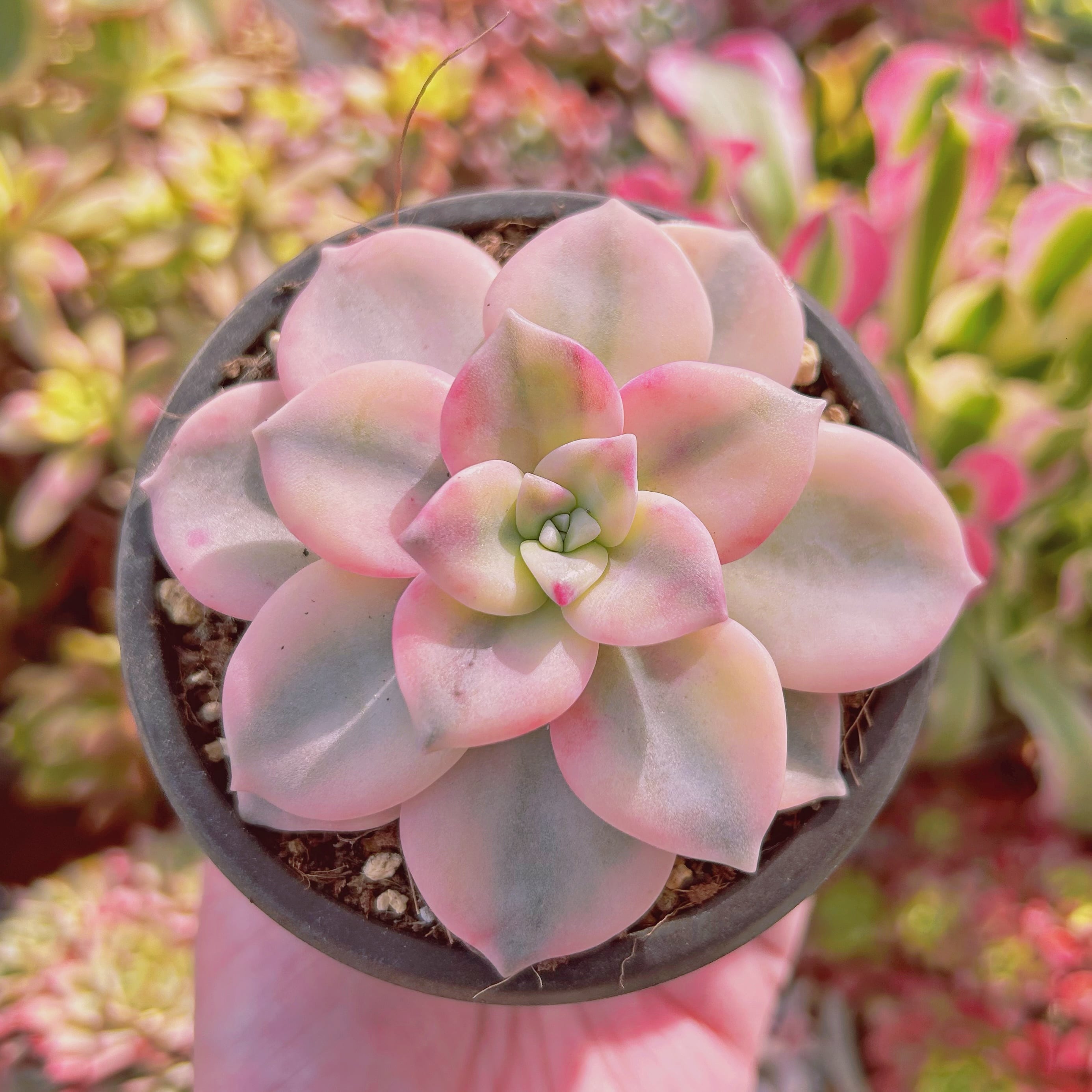 現物 多肉植物 パープルディライト錦 大苗 | るる農園~多肉植物専門