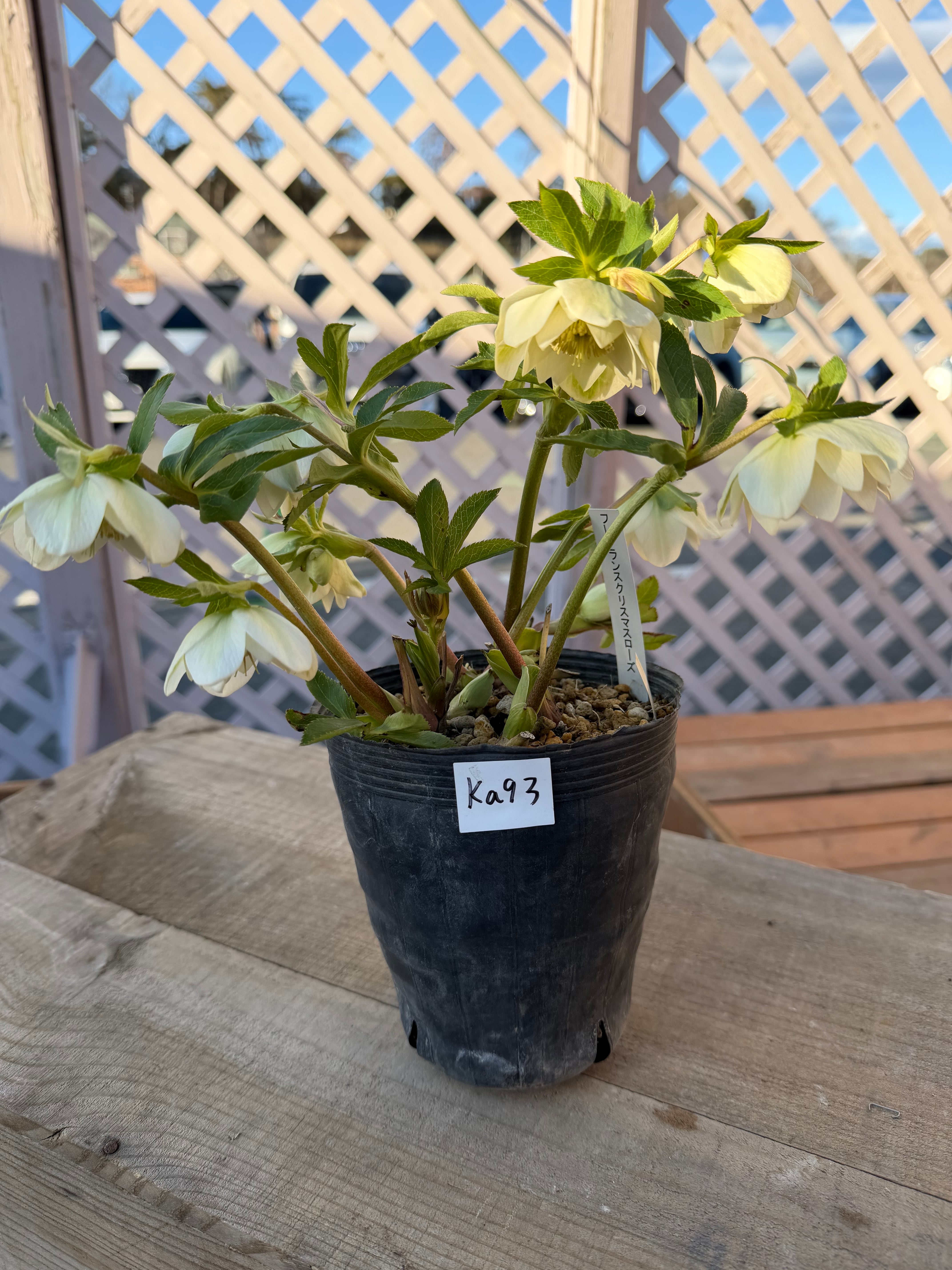 認定フレグランスホワイト 充実株 加藤農園 クリスマスローズ【Ka93