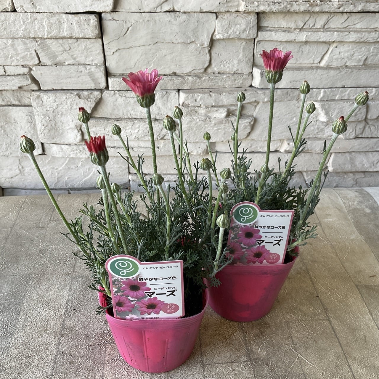 ローダンセマム マーズ 3.5寸ポット | 橋本種苗園