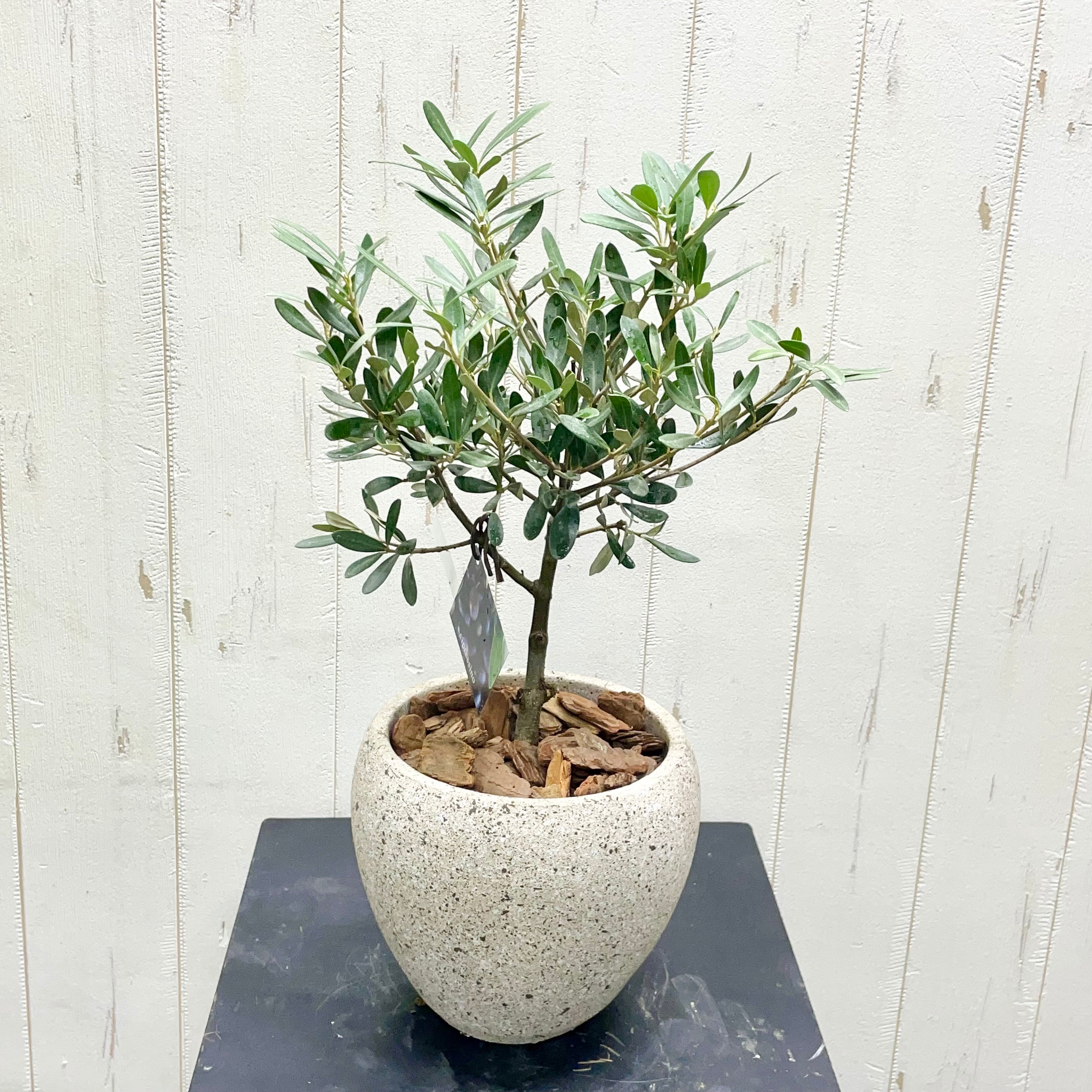 厳選樹形！ オリーブの木 シプレッシーノ（チプレッシーノ） souju