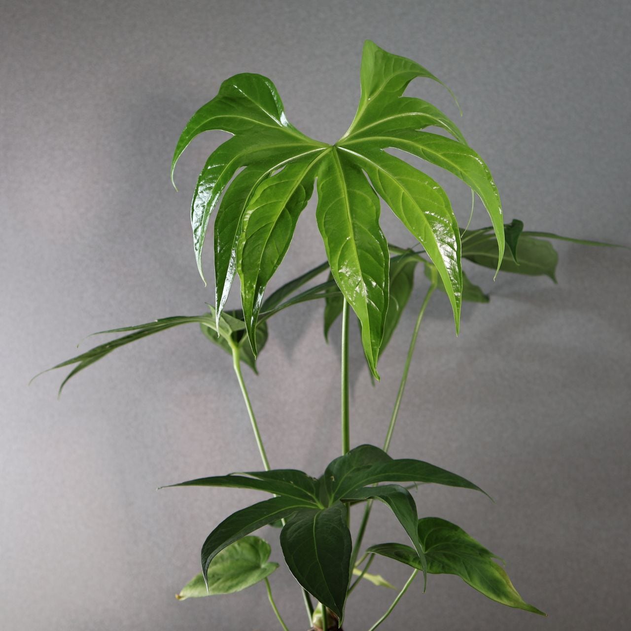 372 手のひらのような葉『アンスリウム ペダトラディアツム』観葉植物