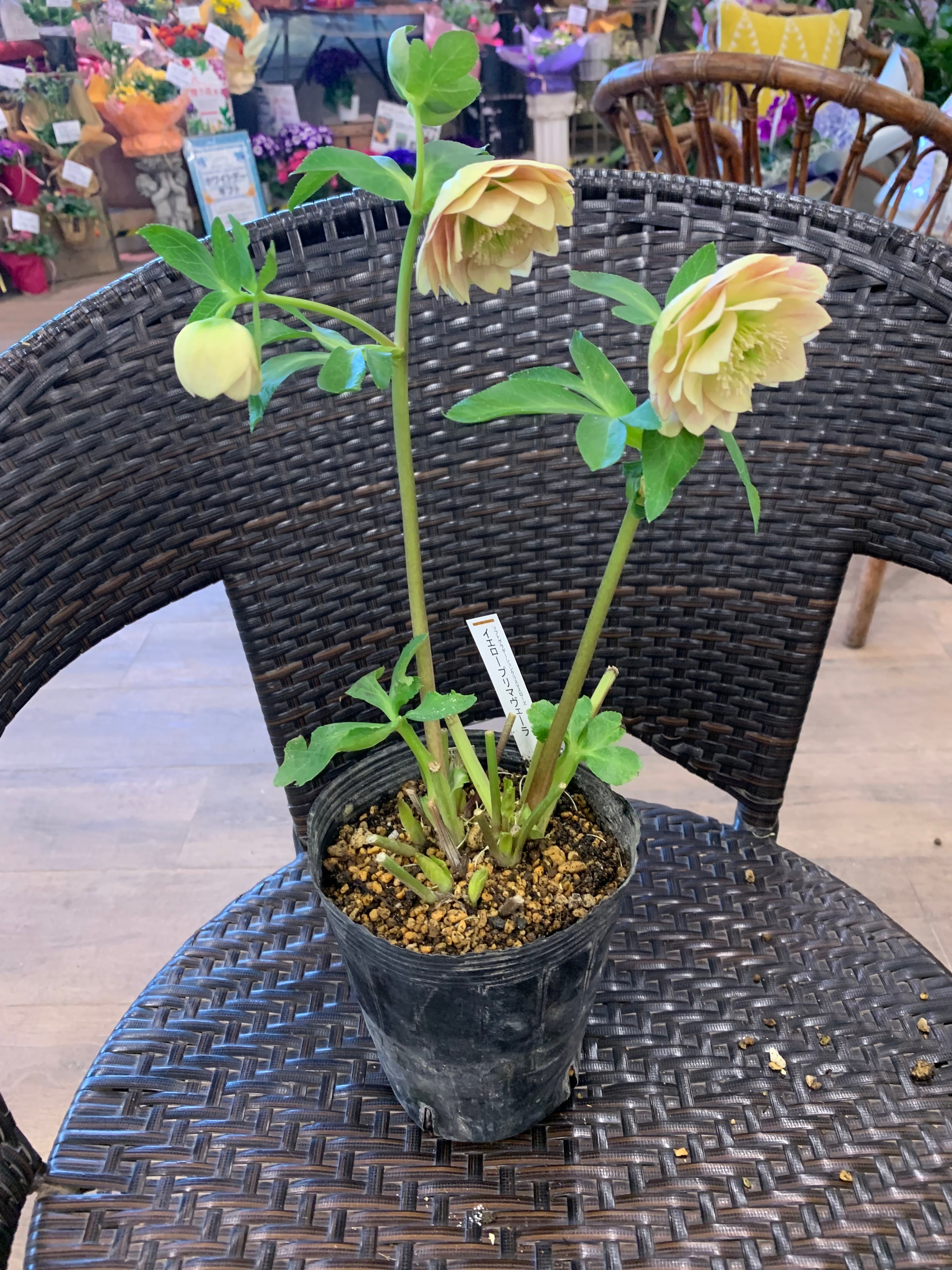 希少‼️⑥加藤農園さんのクリスマスローズ イエロープリマヴェーラ