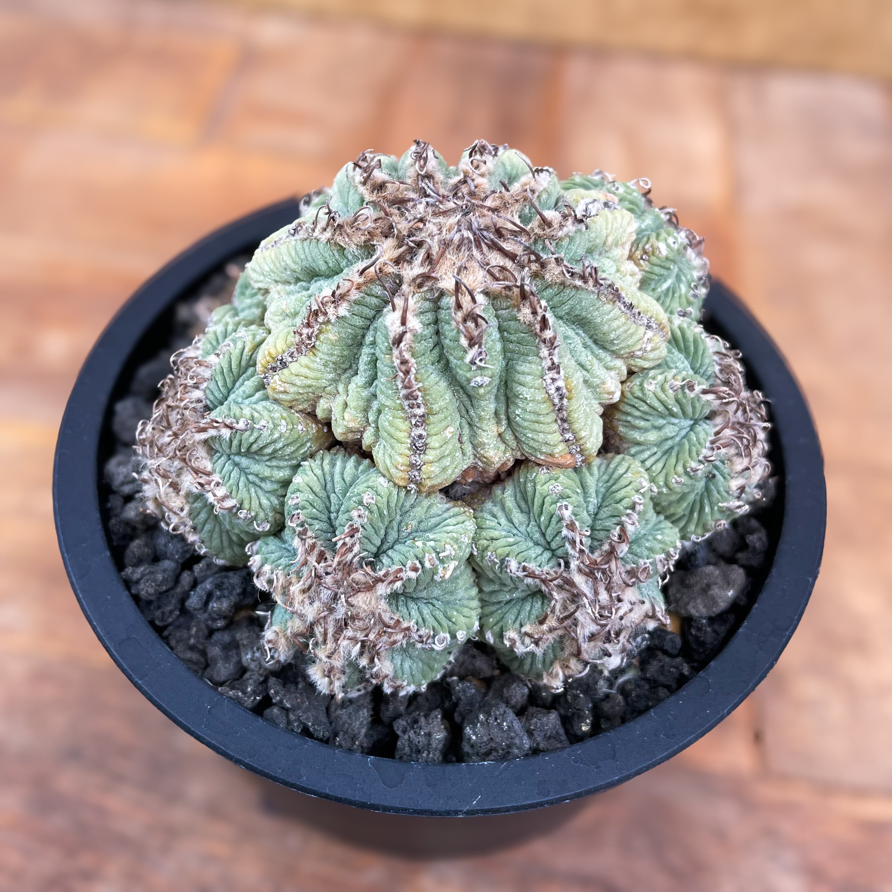 Aztekium ritteri【アズテキウム・花籠・実生】 | RIMO'S GREEN