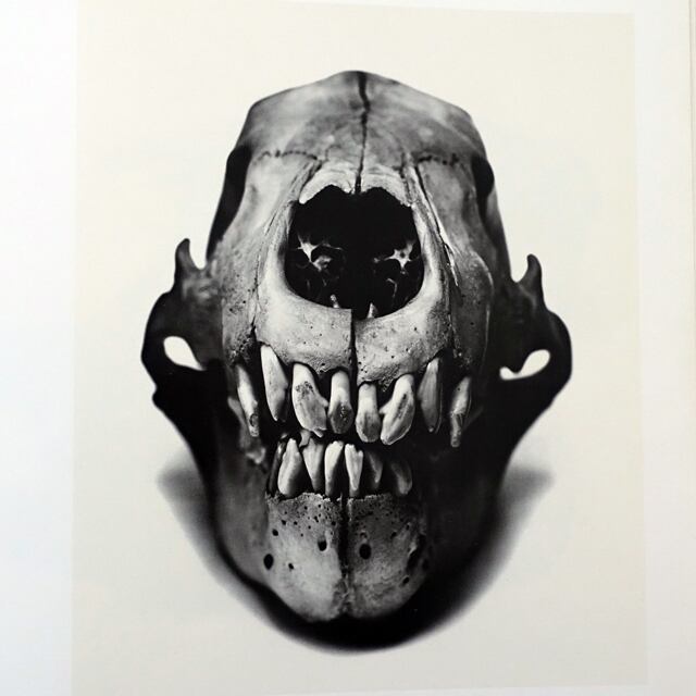 IRVING PENN Cranium Architecture | タイムカプセル