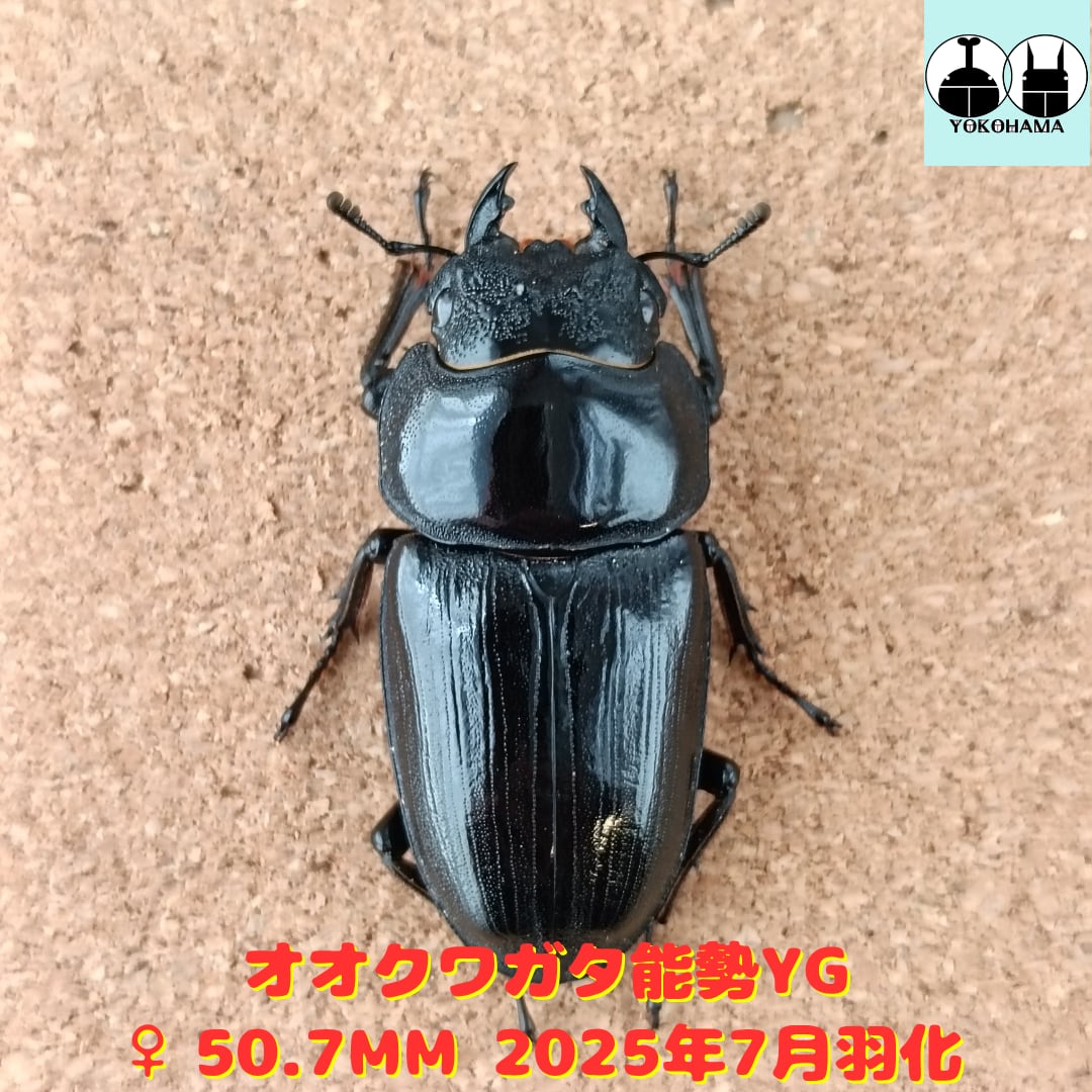 tukakuwa オオクワガタ 『能勢YG血統81.5mm×50.5mm』 初2令幼虫5匹