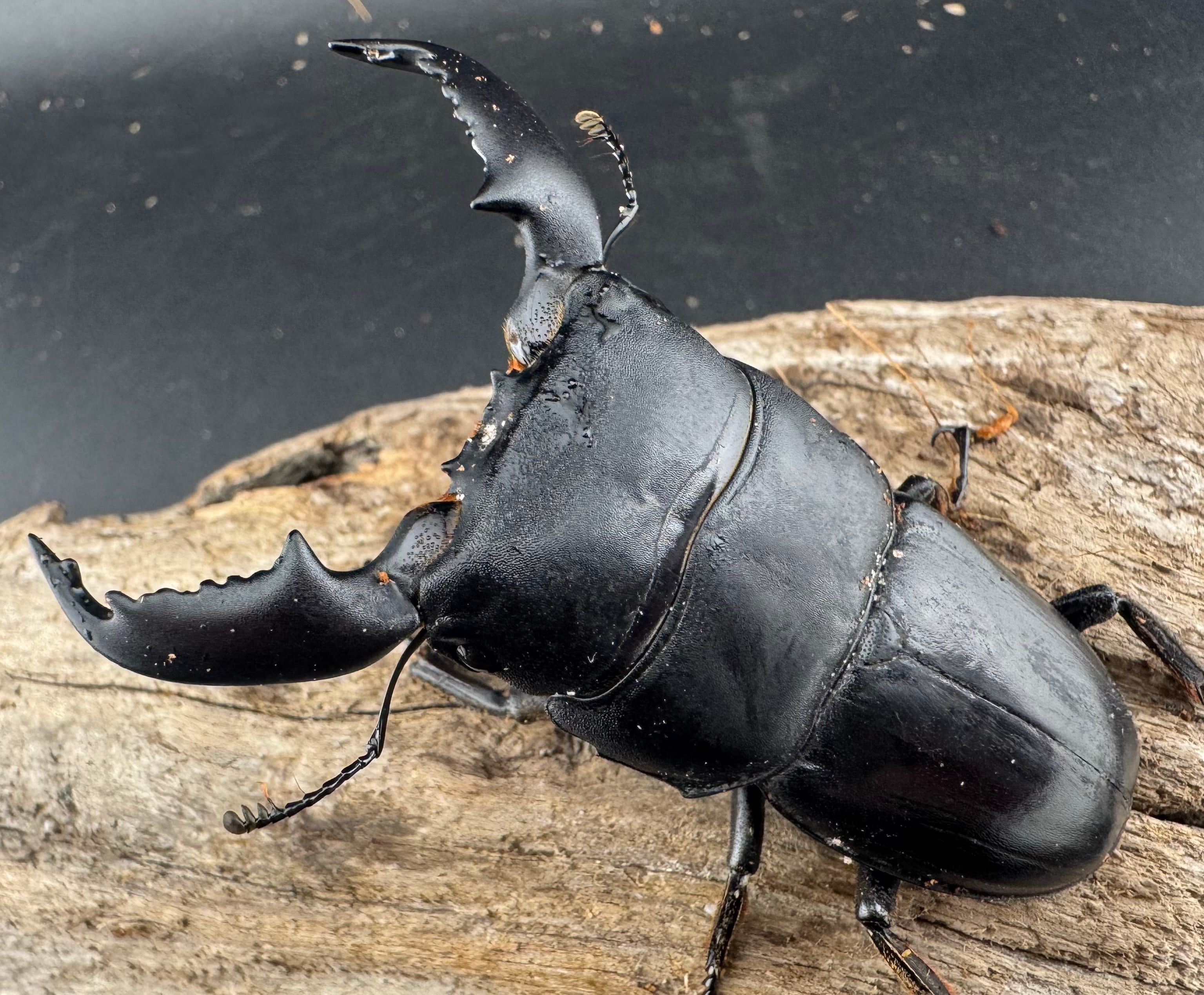 WD】《スマトラオオヒラタ アチェ産 73mm ペア》 | KPW公式オンライン