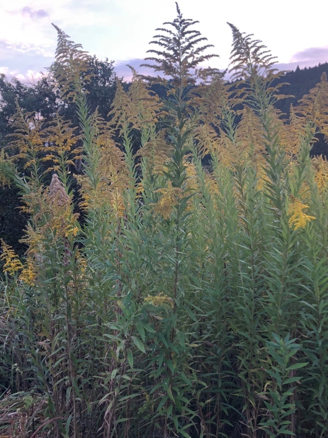 セイタカアワダチソウ 1kg | ウェルネスフーズUDA