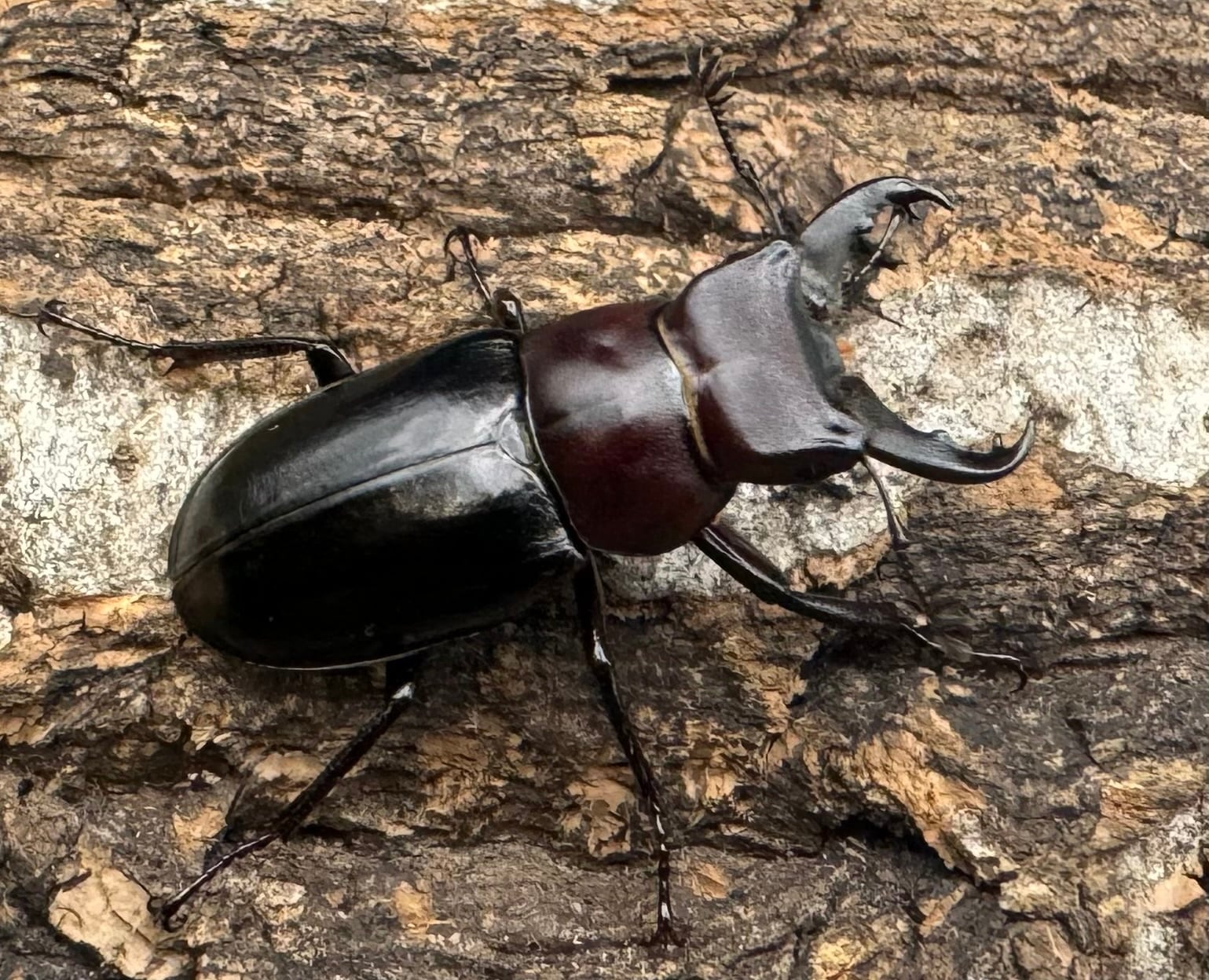 ミクラミヤマ 御蔵島産 Free ペア》② | KPW公式オンラインショップ