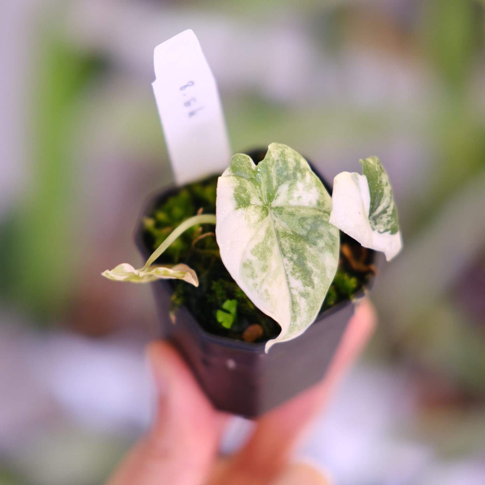 アロカシア メロ アルボ│Alocasia melo 'Albo' Var.②│観葉植物