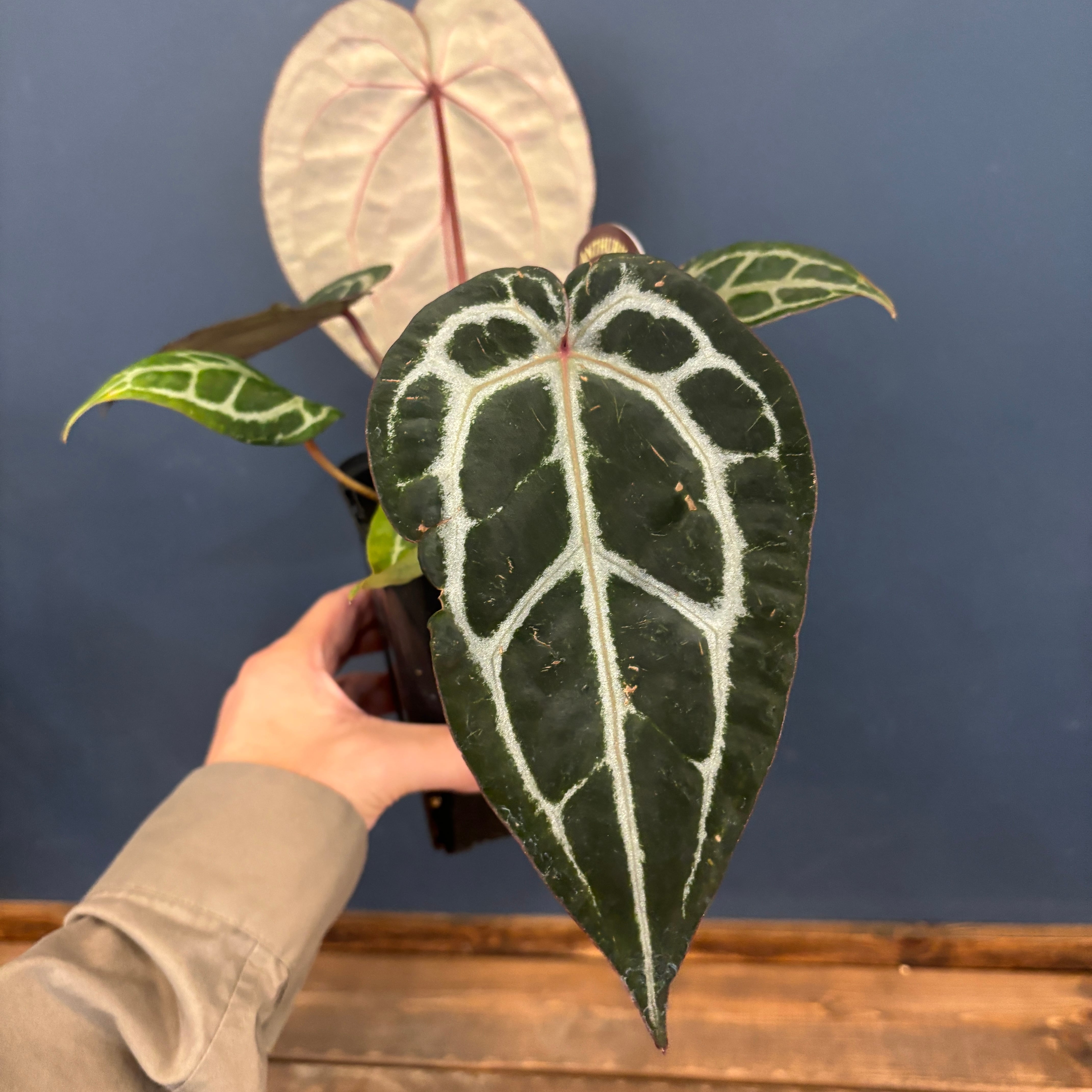 アンスリウム Michelle ミシェル【41】 | PROTOLEAF プロトリーフ