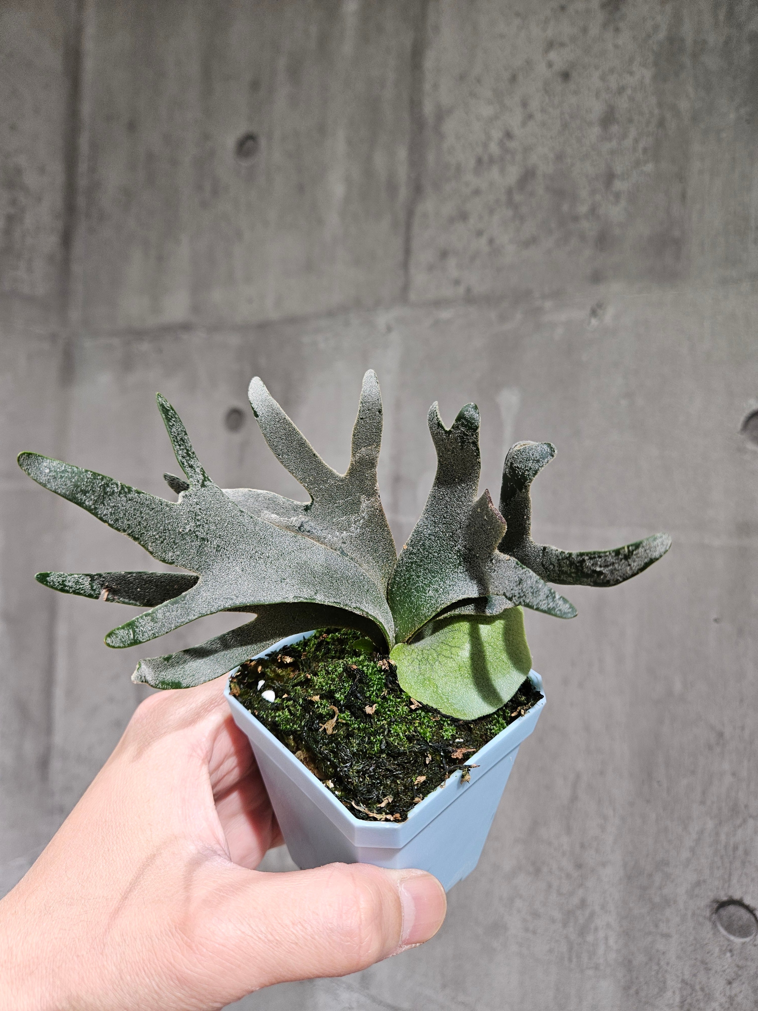 P.willinckii Bacteria Sporelings【artPLANTs/PLANTS GARAGE