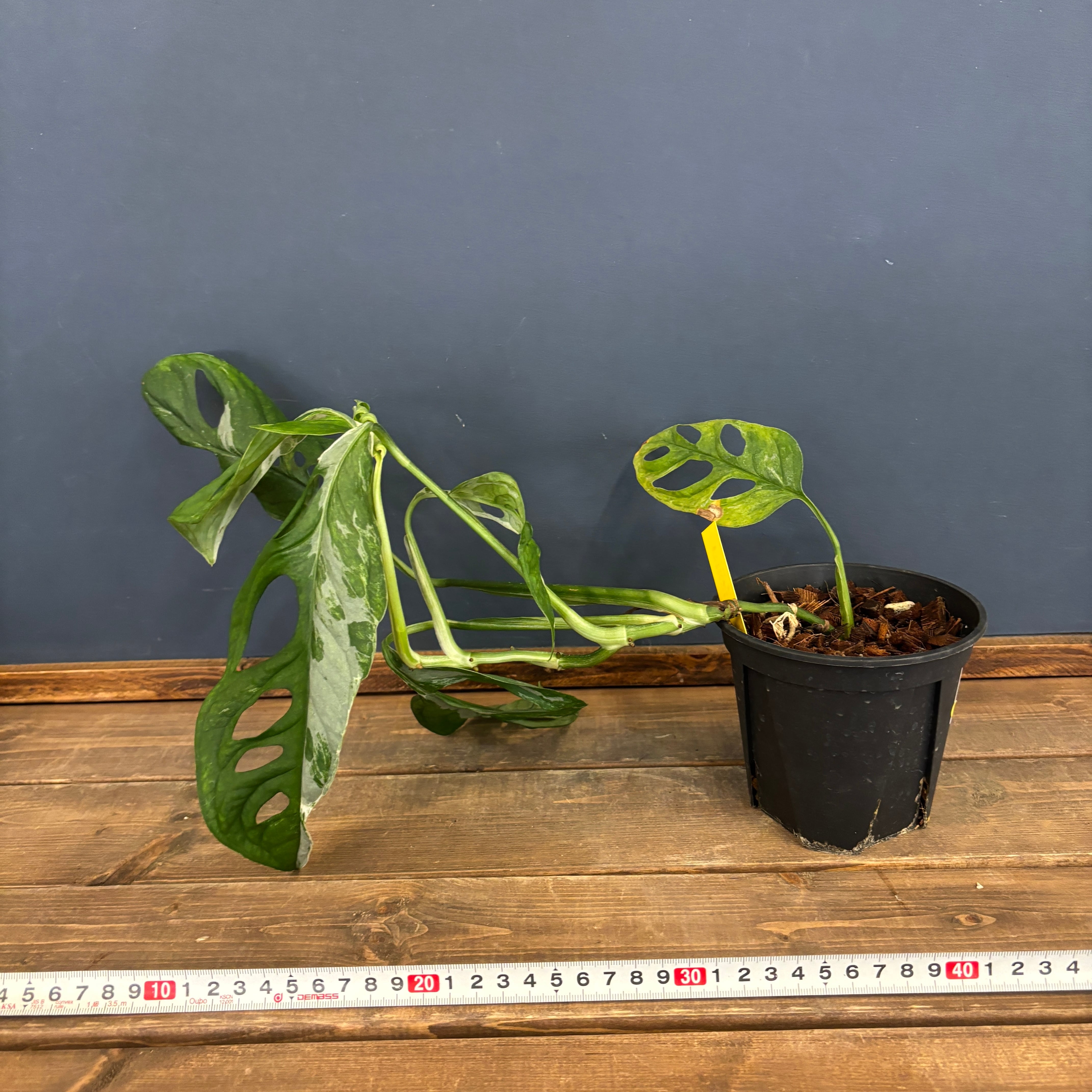 モンステラ アダンソニー ミント斑【1076】 | PROTOLEAF プロトリーフ