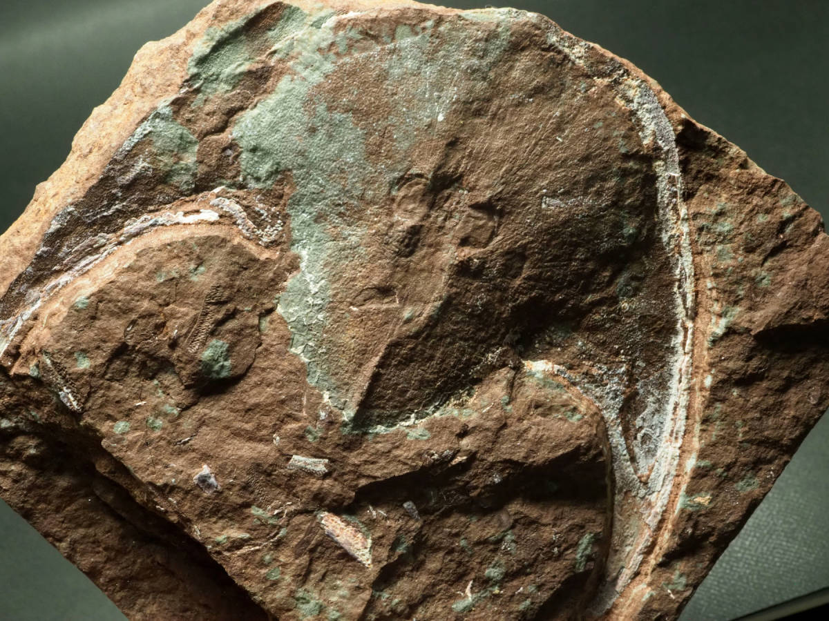 Placoderm / 甲冑魚 | 化石・隕石・鉱物の販売 JURASSIC