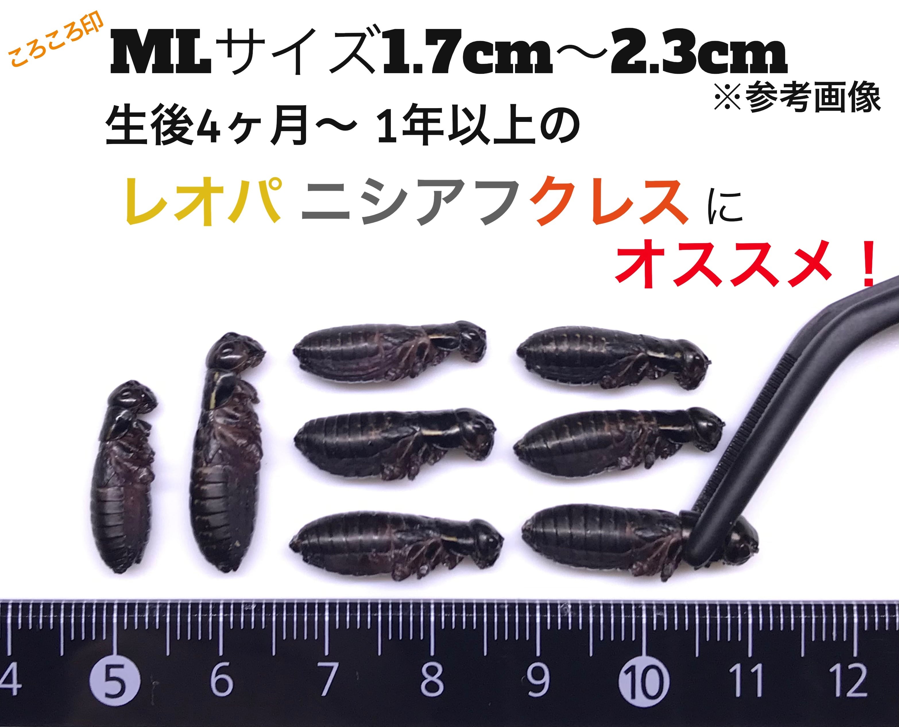 冷凍クロコM約500匹125g冷凍コオロギ | 餌用 コオロギ 通販【ころころ