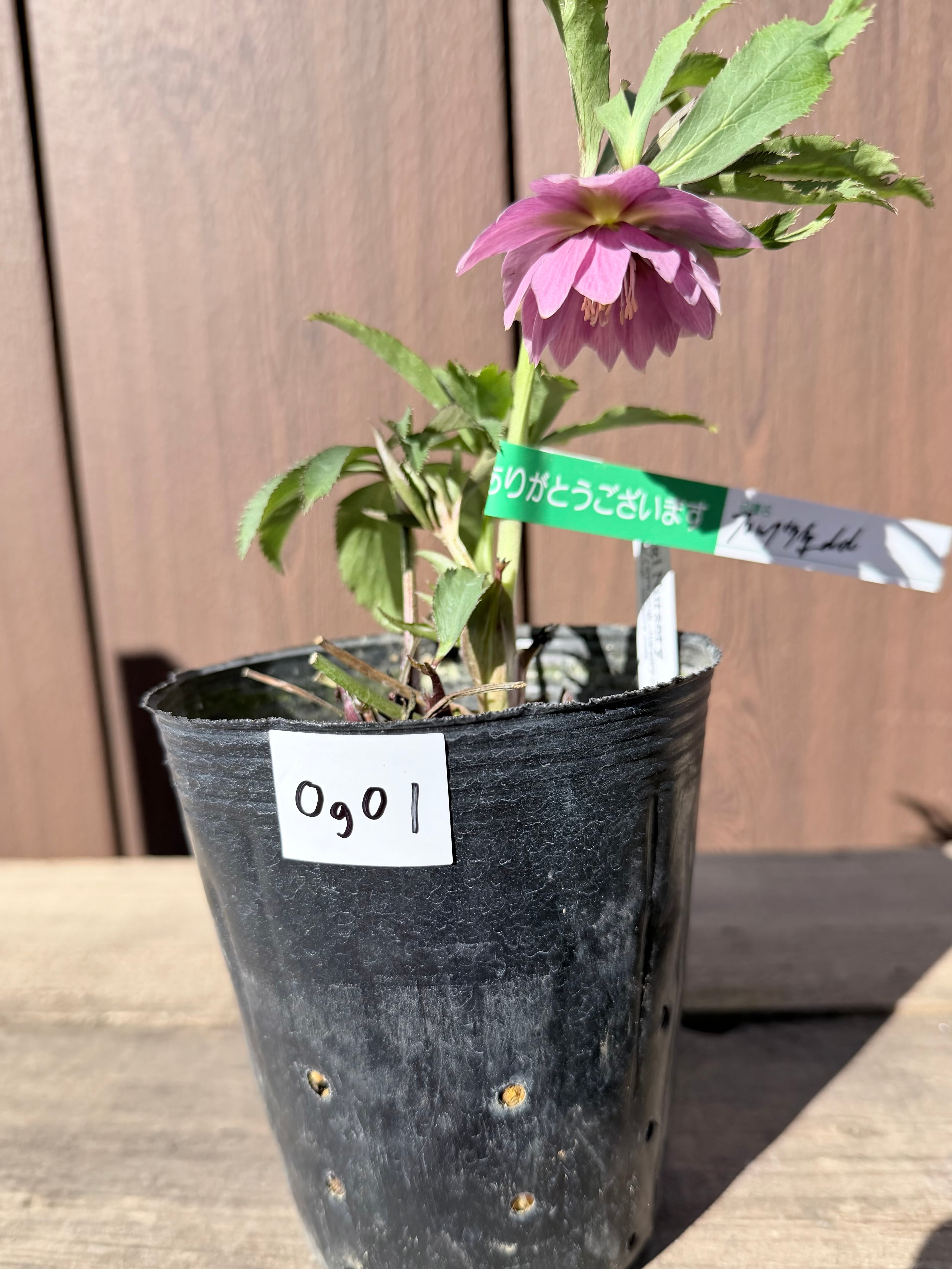 アフロディーテゴールド(ピンクゴールド系) 加藤農園 クリスマスローズ