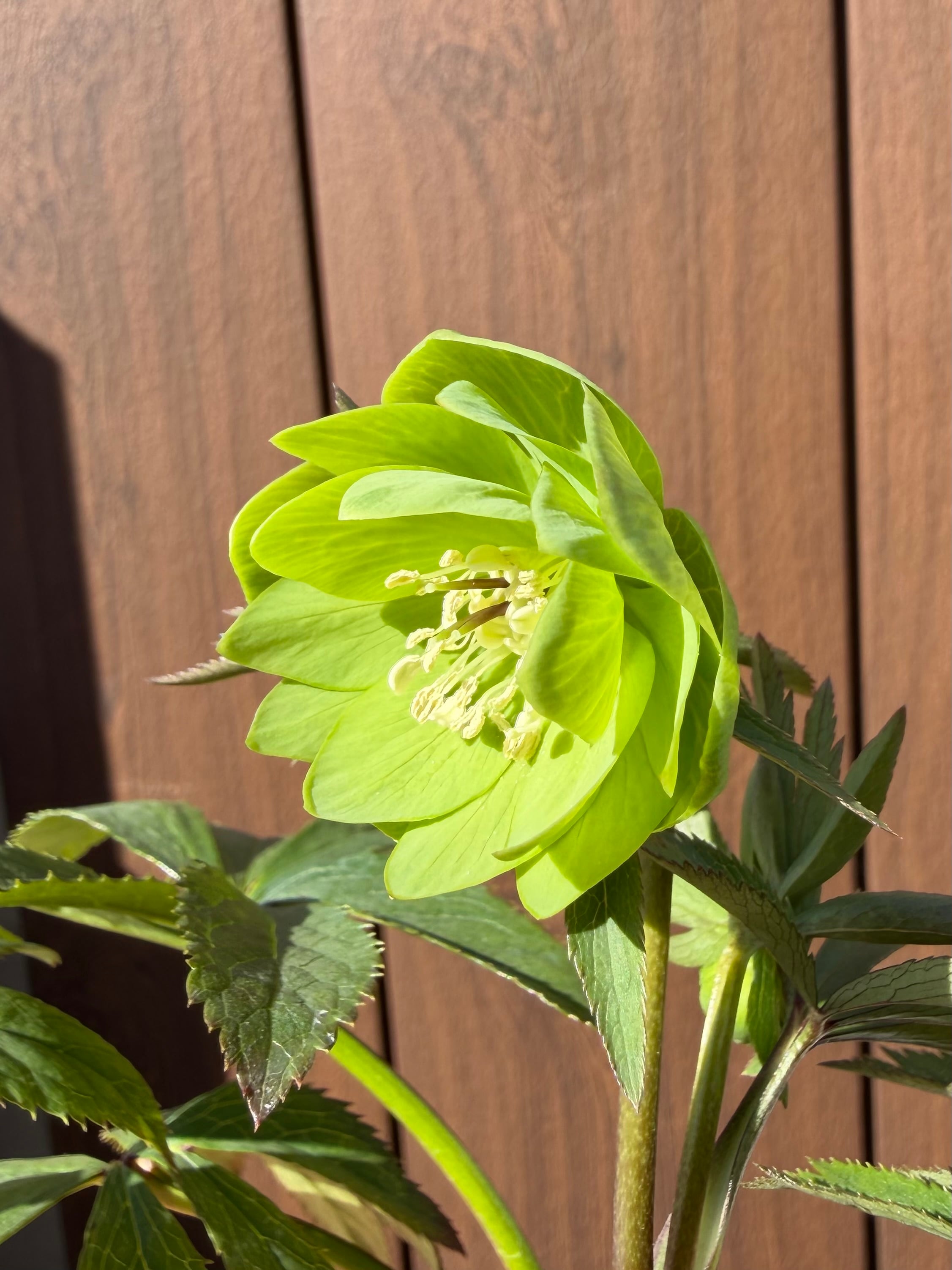 デュメ系dd 大木ナーサリー クリスマスローズ【Og22】送料無料