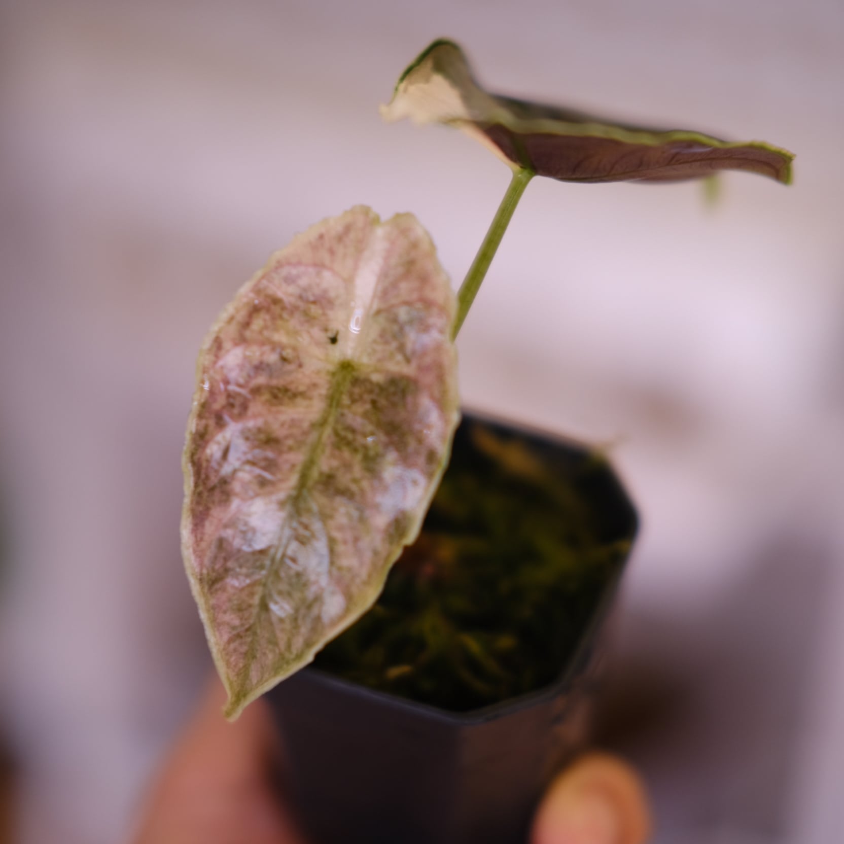 アロカシア アズラニー アルボ│Alocasia azlanii albo│観葉植物