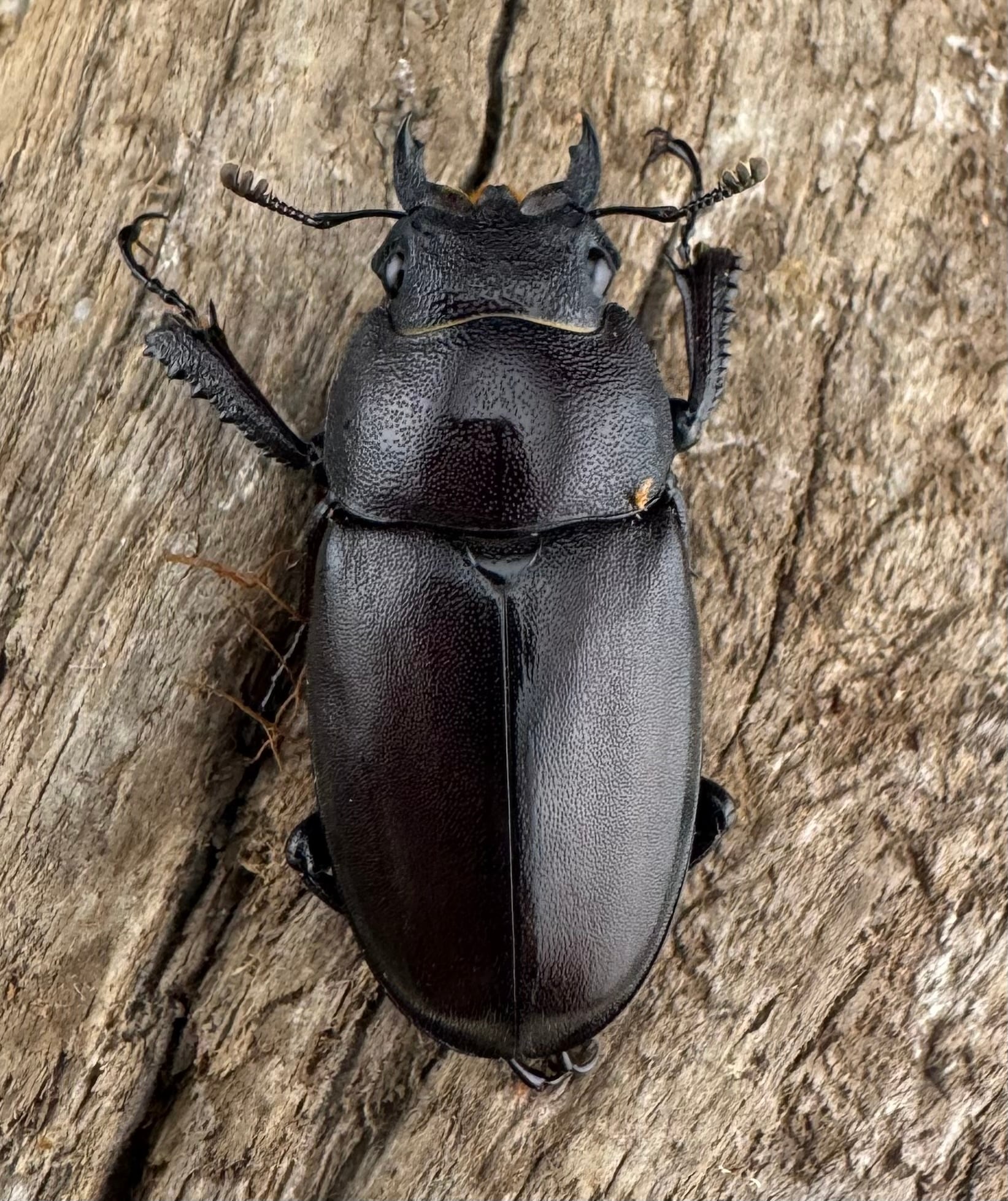 WD】《ノコギリクワガタ 伊豆大島産 63mm ペア》 | KPW公式オンライン